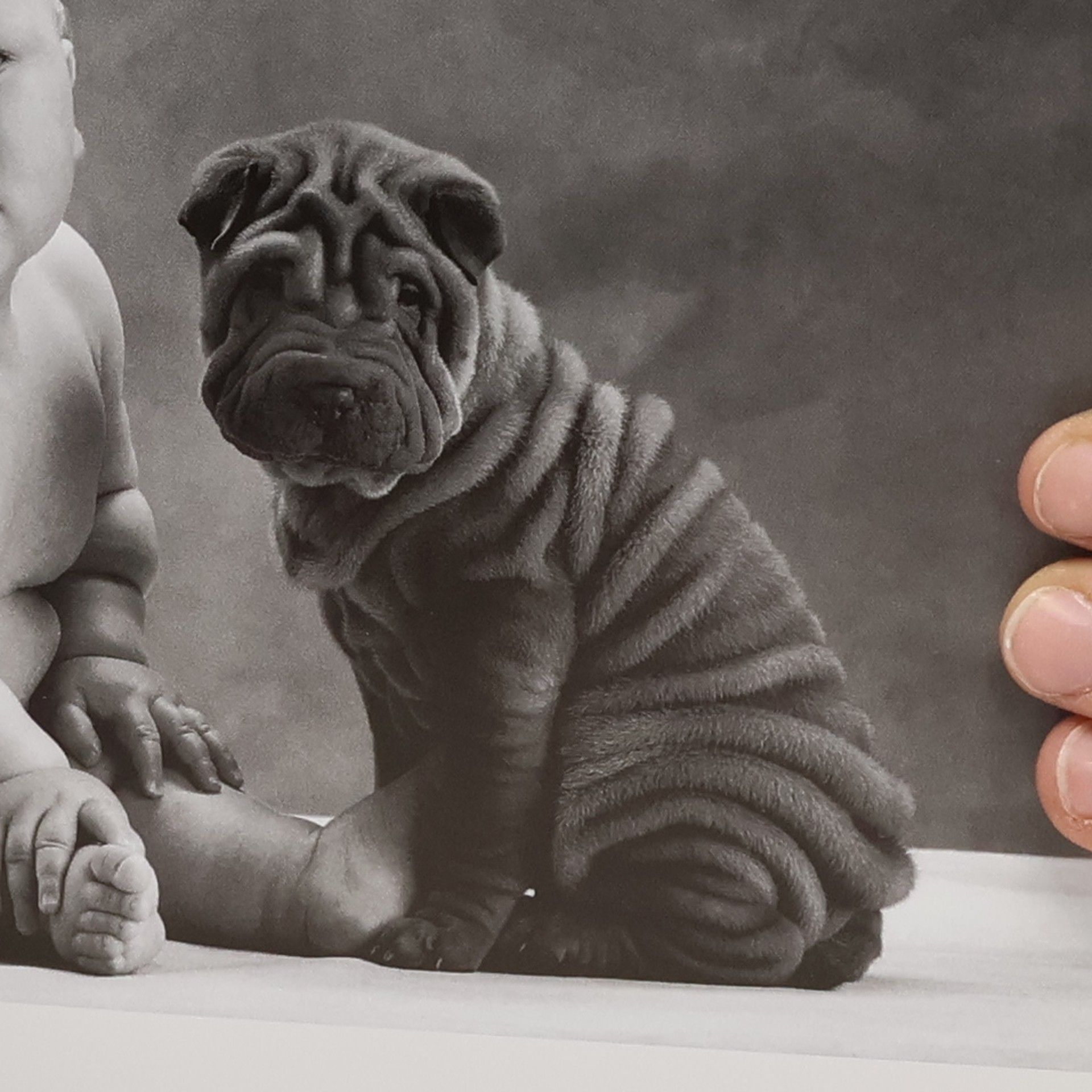 Anne Geddes Will kommen