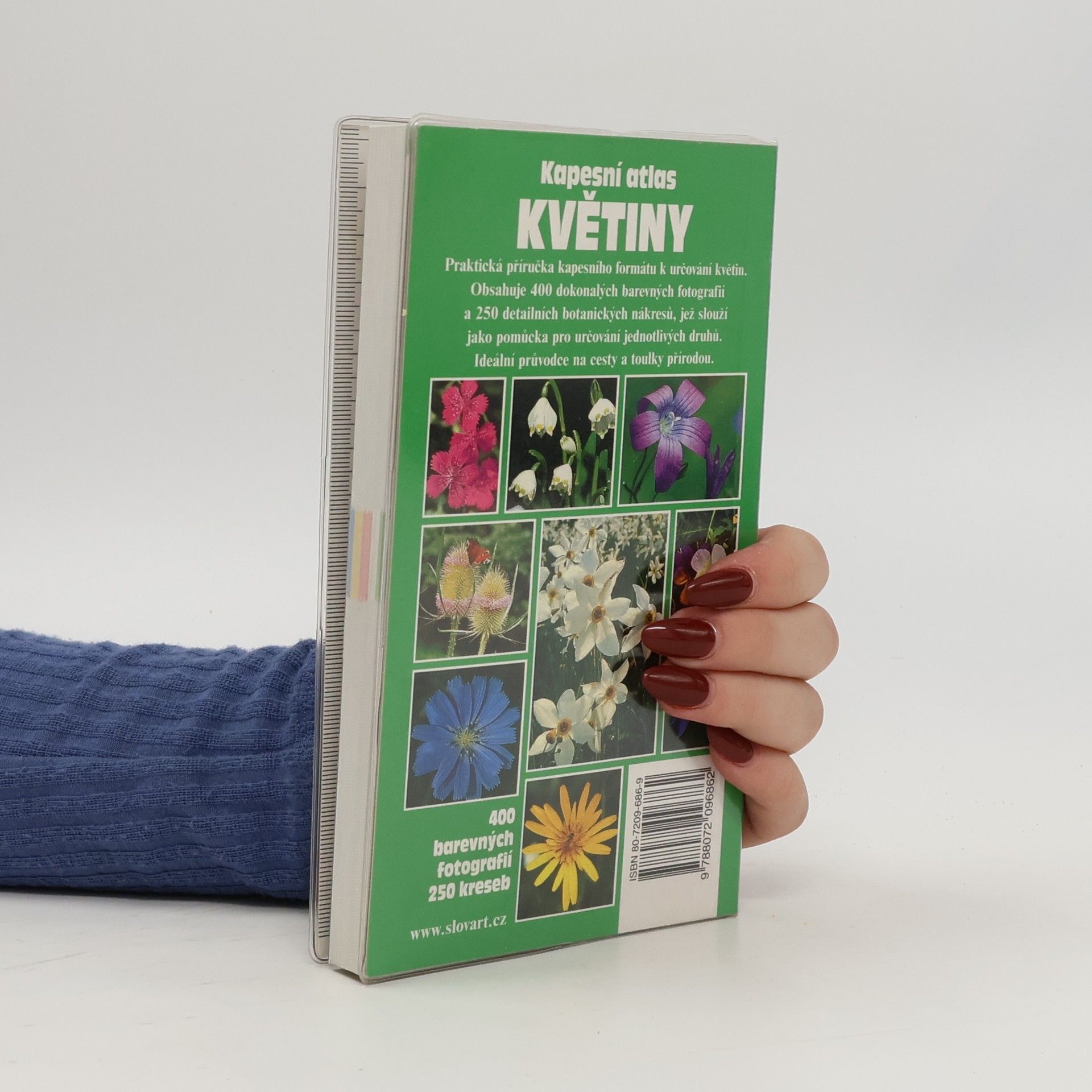 Wolfgang Lippert Květiny : poznávání a určování důležitých kvetoucích rostlin střední Evropy