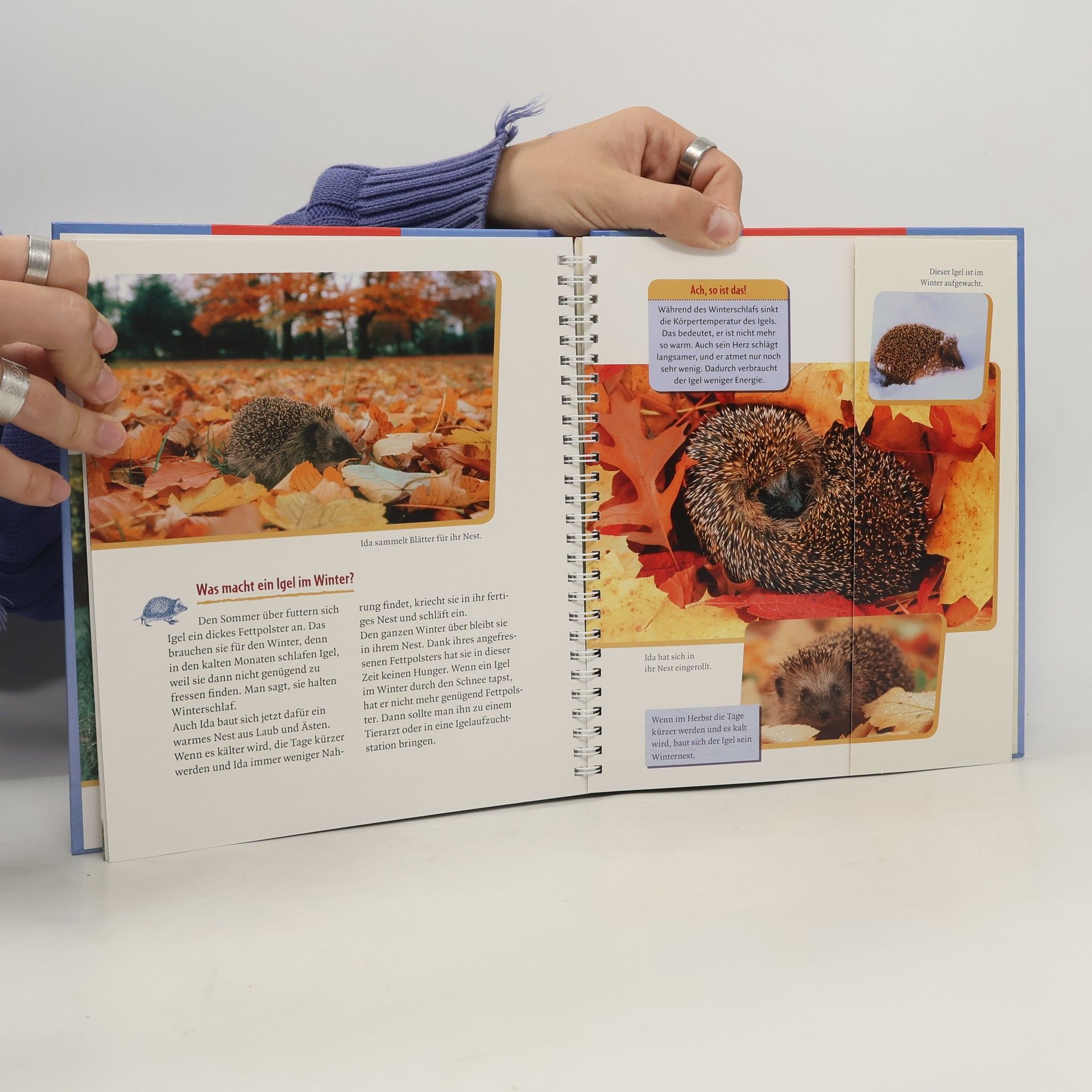 Sandra Grimm Der kleine Igel wird groß