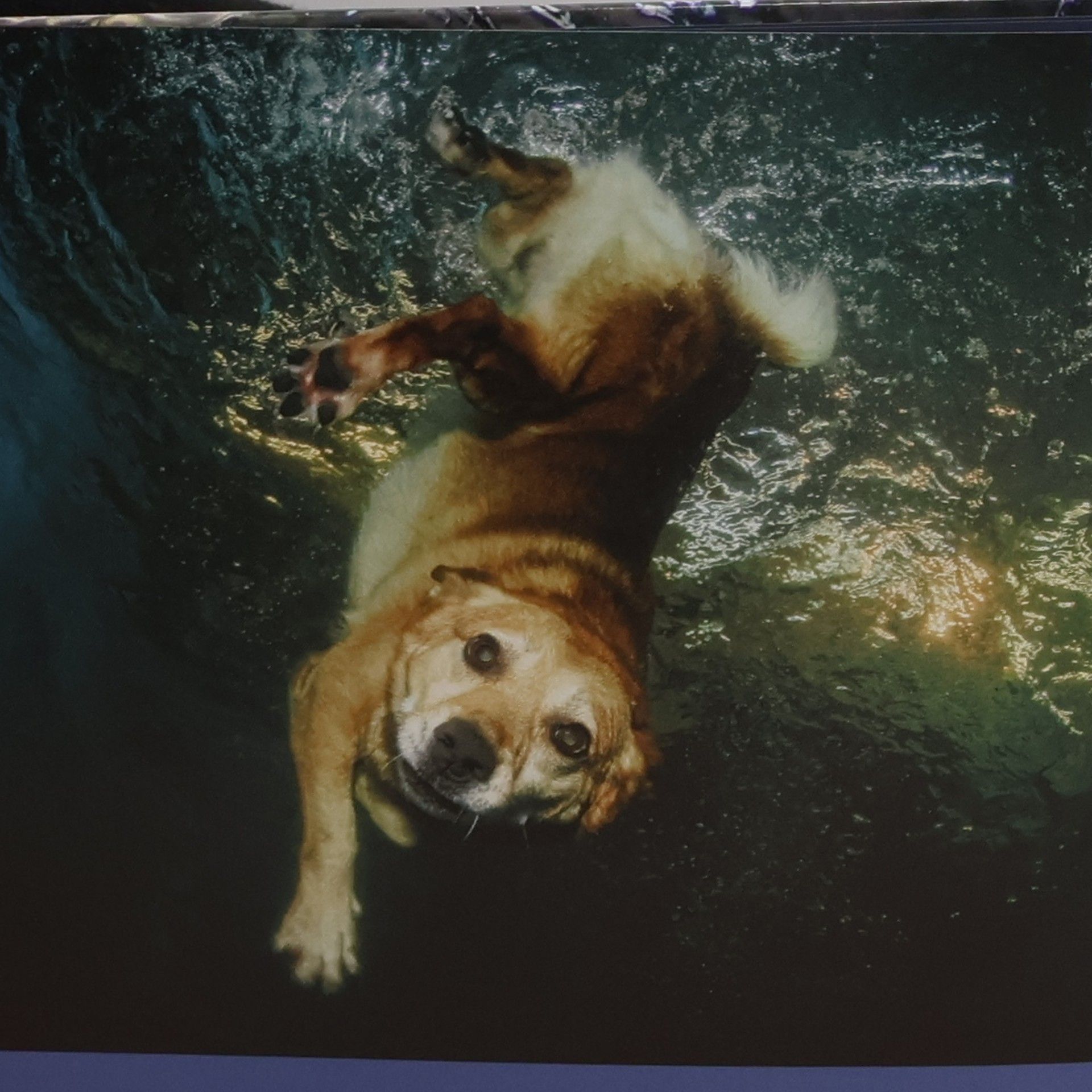 Seth Casteel Hunde unter Wasser