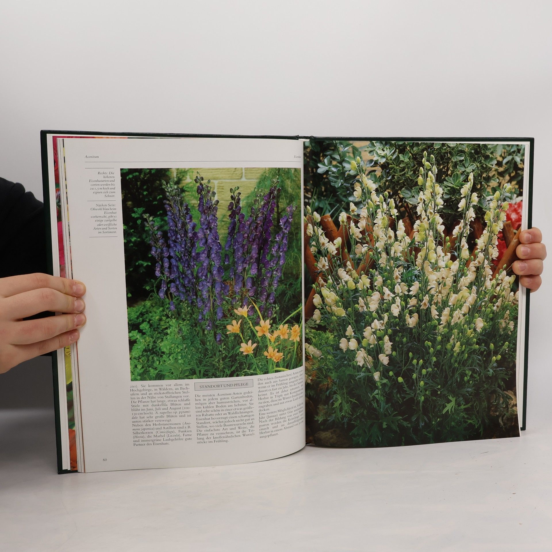 Julia Voskuil Blumen und Pflanzen in Haus und Garten