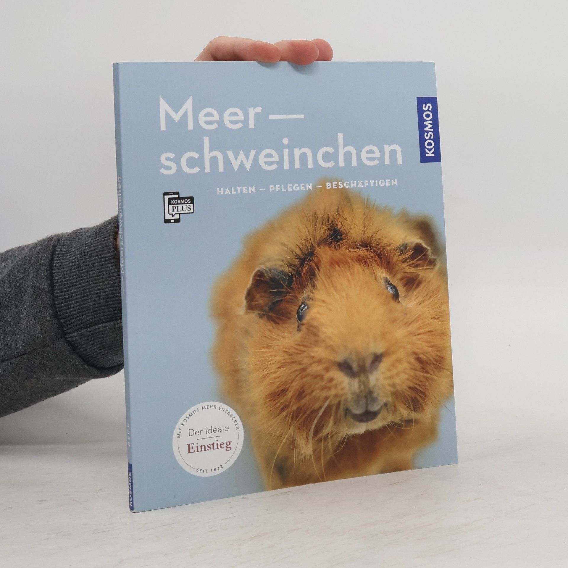 Angela Beck Meerschweinchen