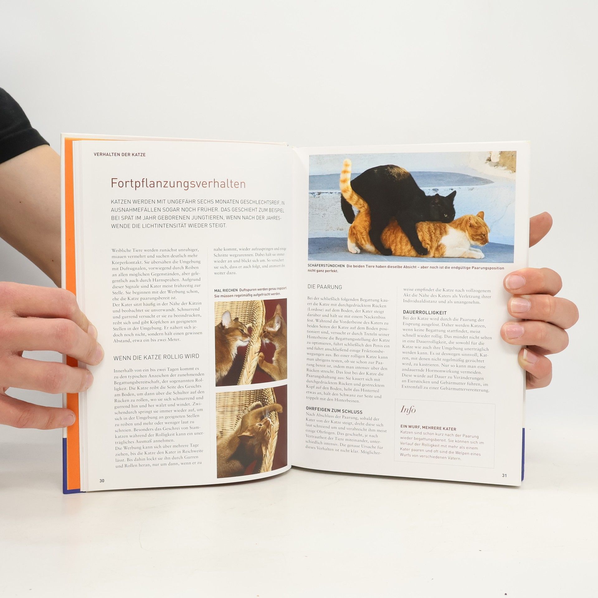 Renate Jones Das Kosmos-Handbuch Katzen
