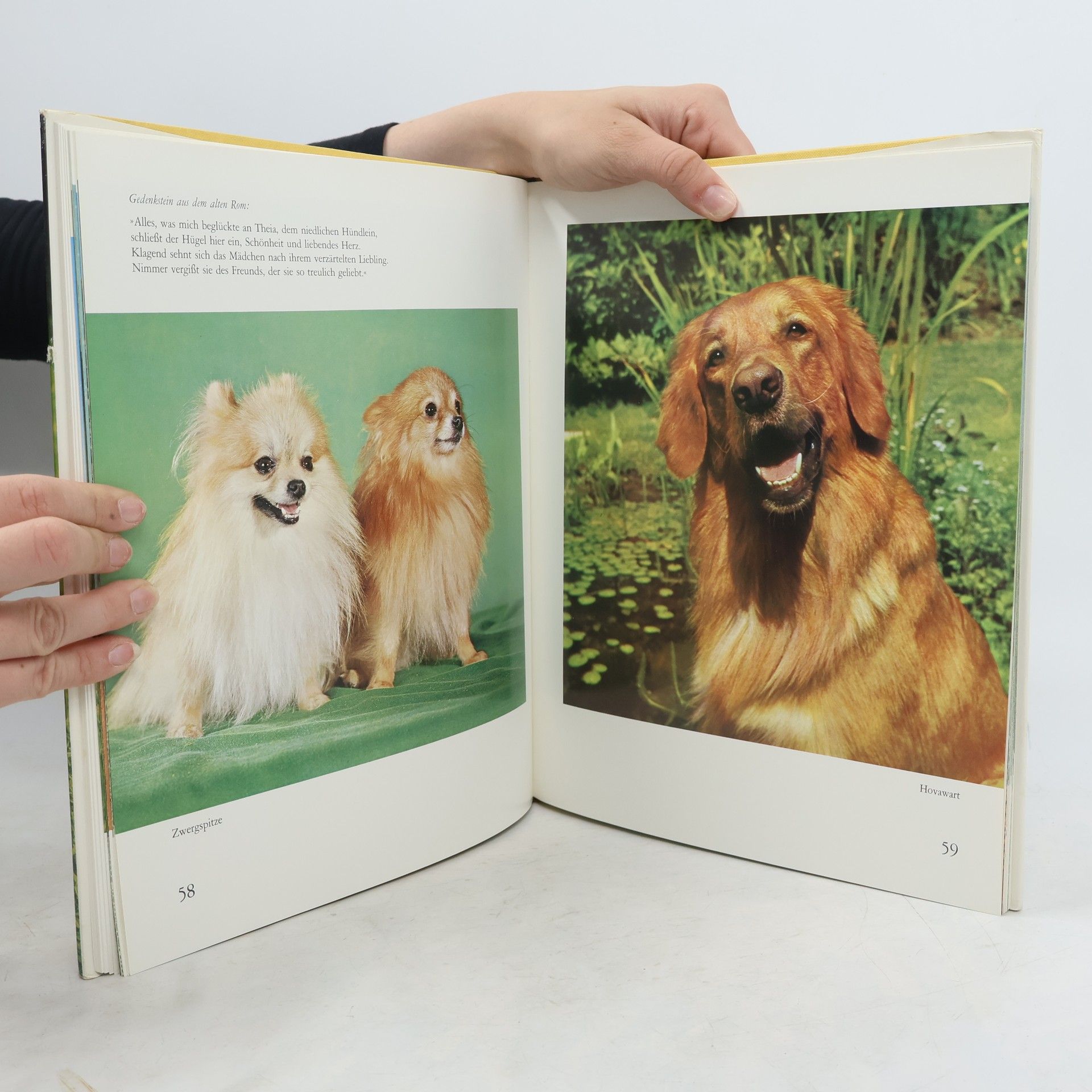 Autorenkollektiv Geliebte Hunde in Farbe