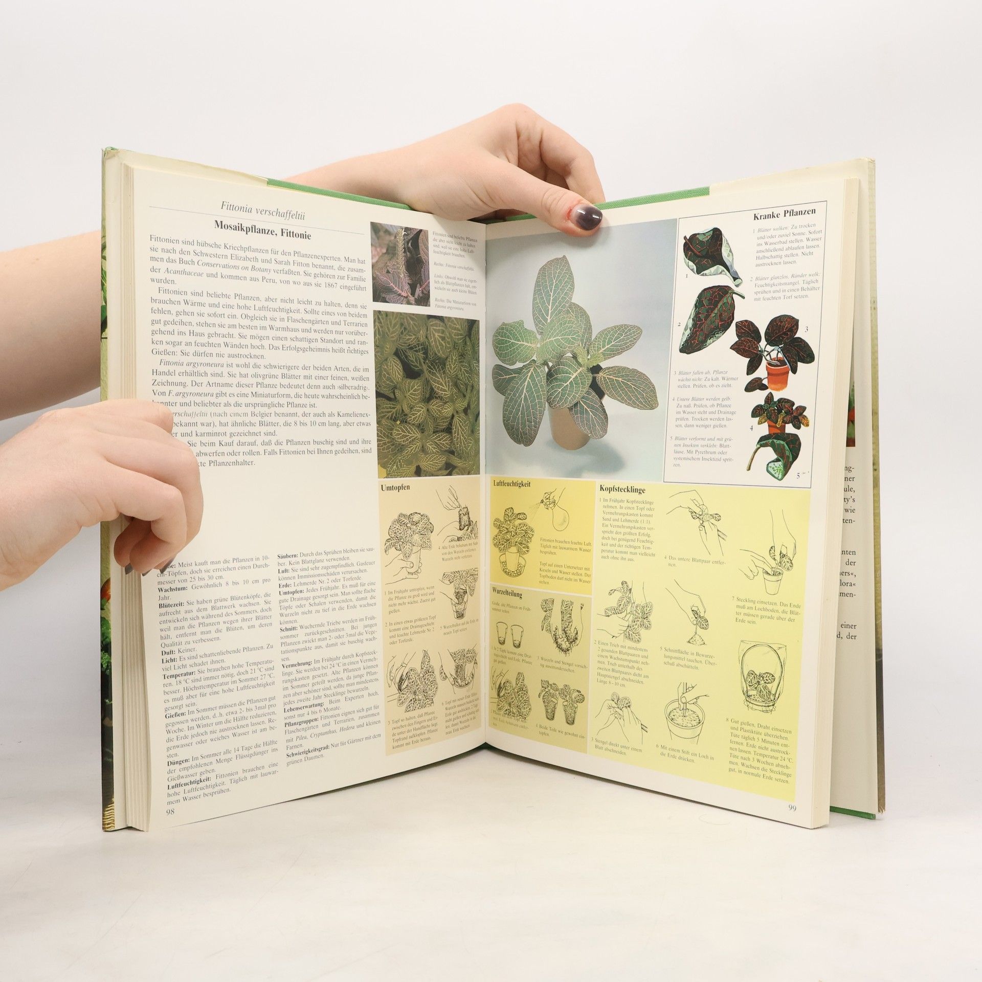Kolektív autorov Das große Buch der Hauspflanzen