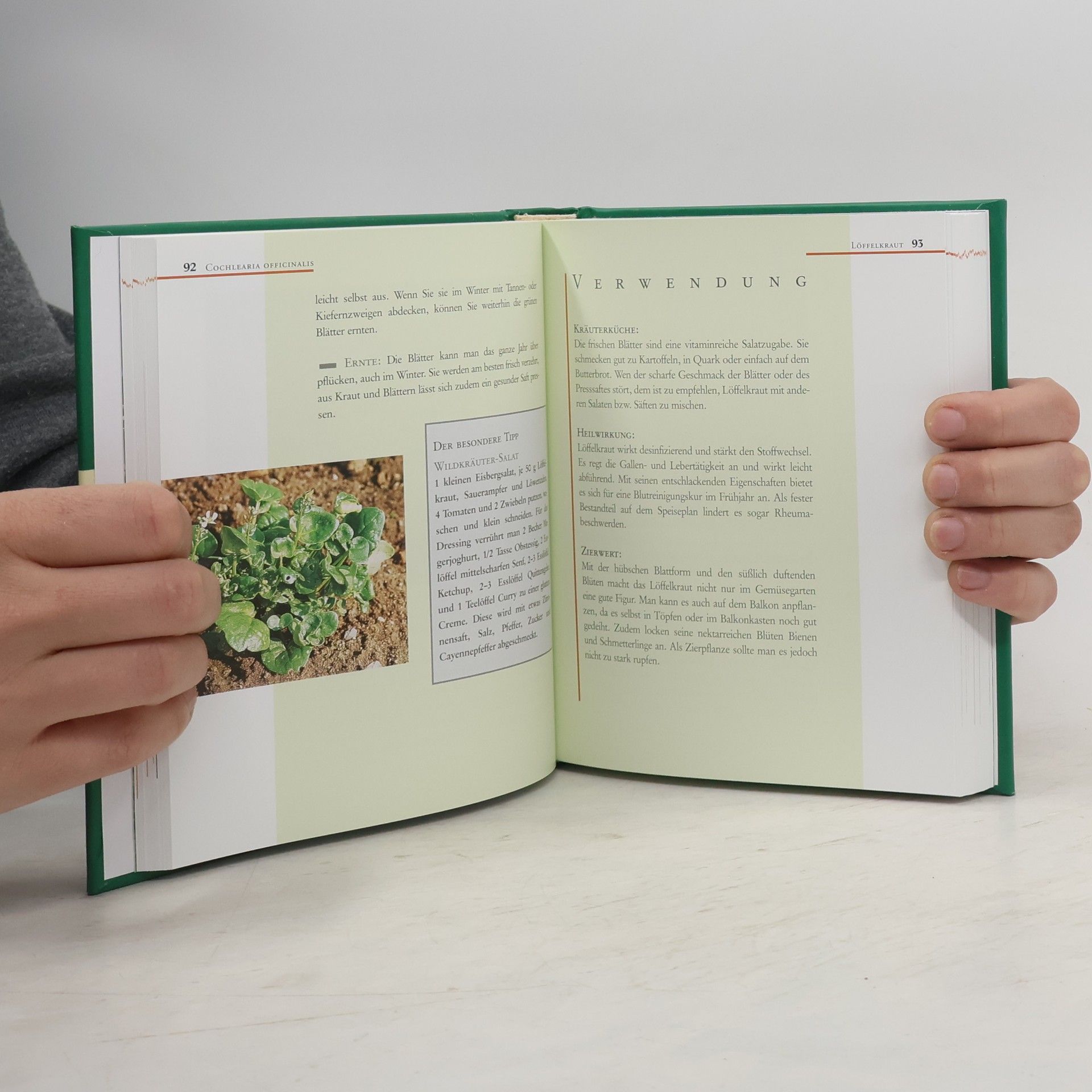 Autorenkollektiv Dumonts Kleines Kräuter Lexikon