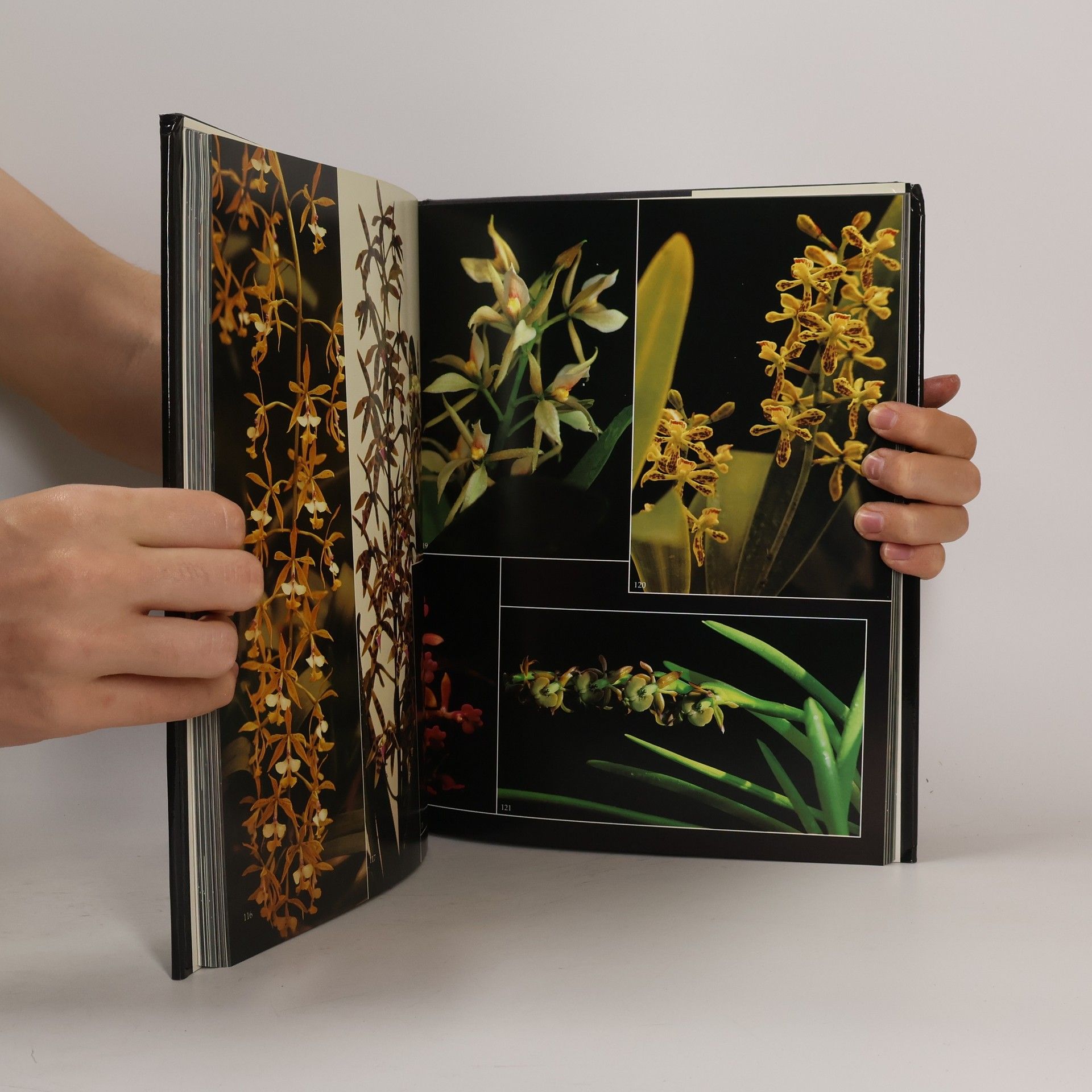 Takashi Kijima Orchideen
