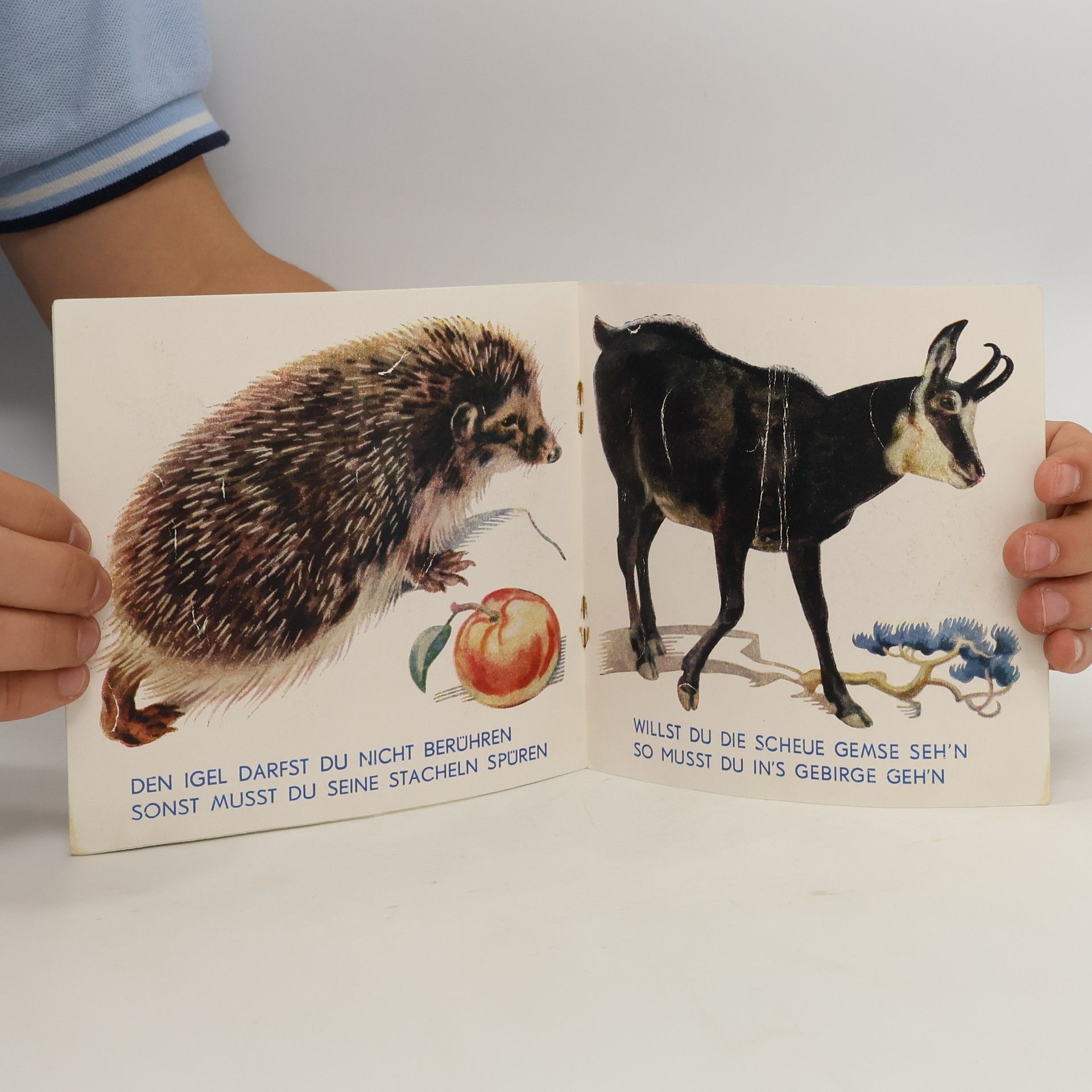 Autorenkollektiv Tiere der Heimat
