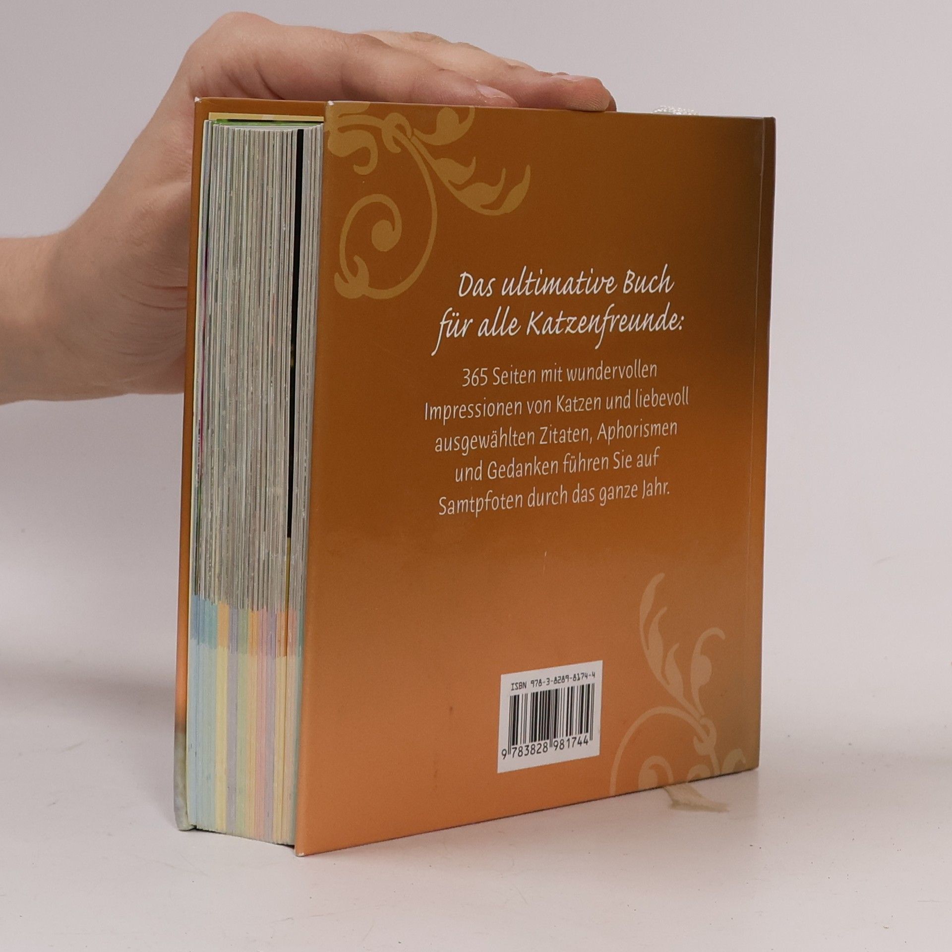 Kolektiv autorů Ein Jahr voller Katzenglück