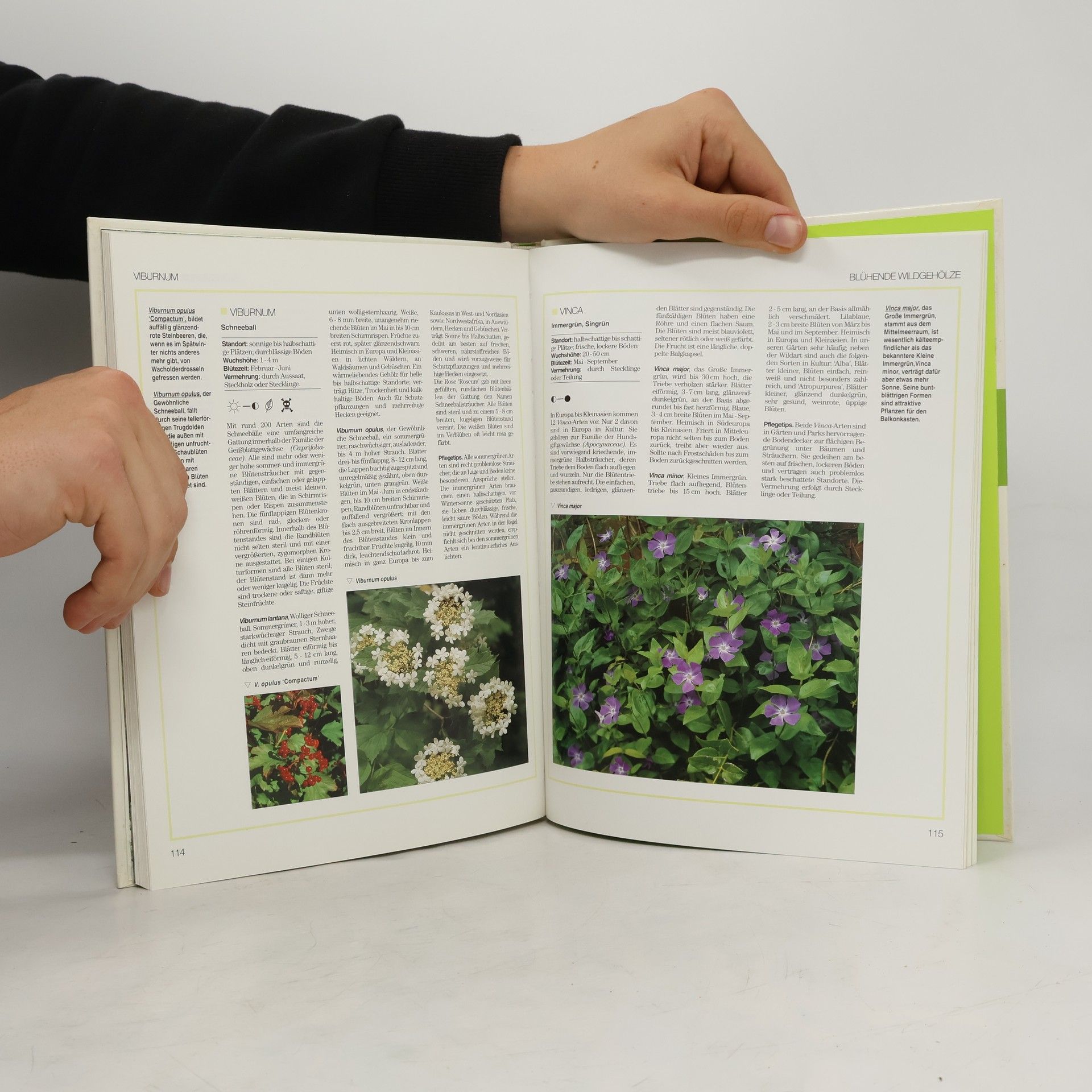 Autorenkollektiv Blumen & Garten