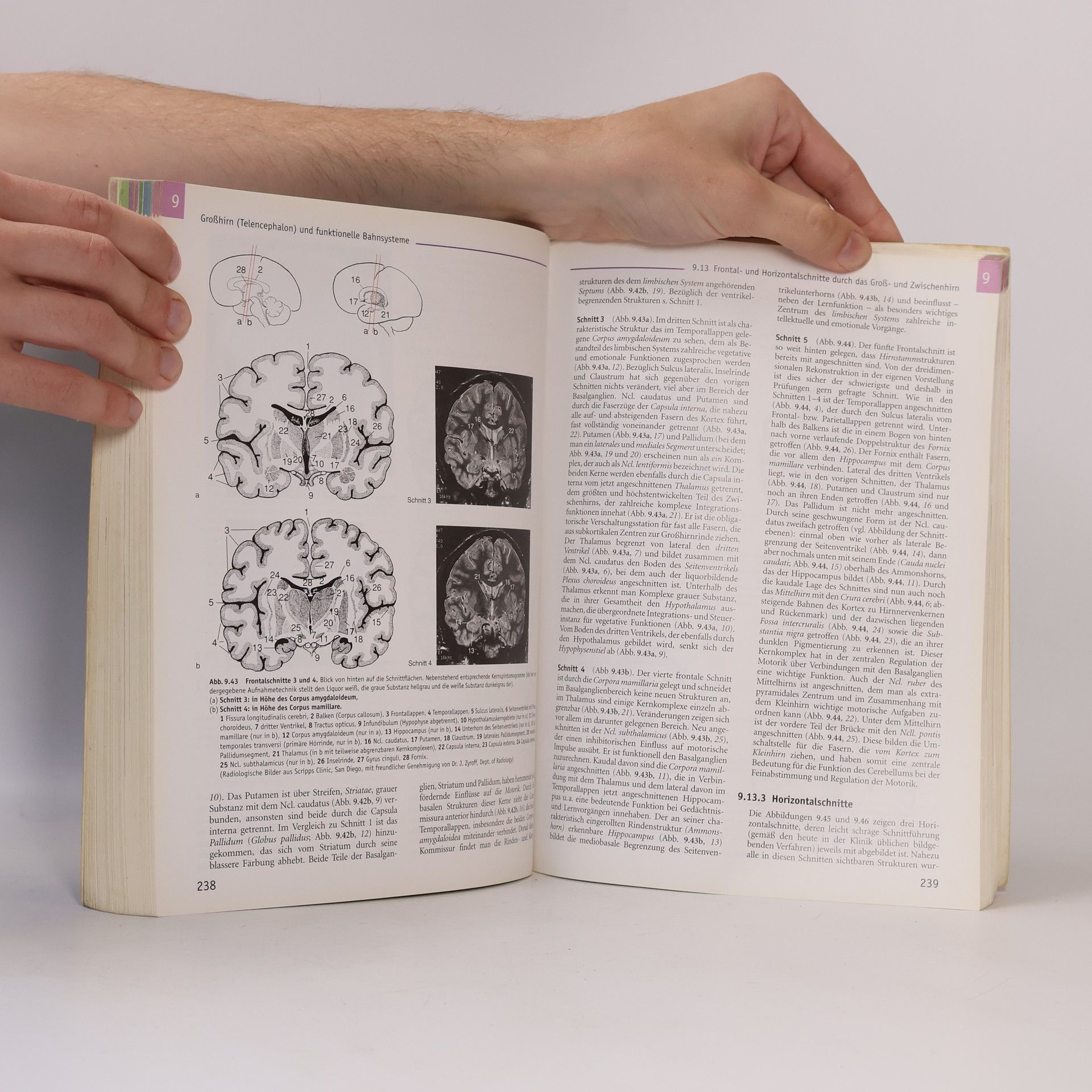 Martin Trepel Neuroanatomie