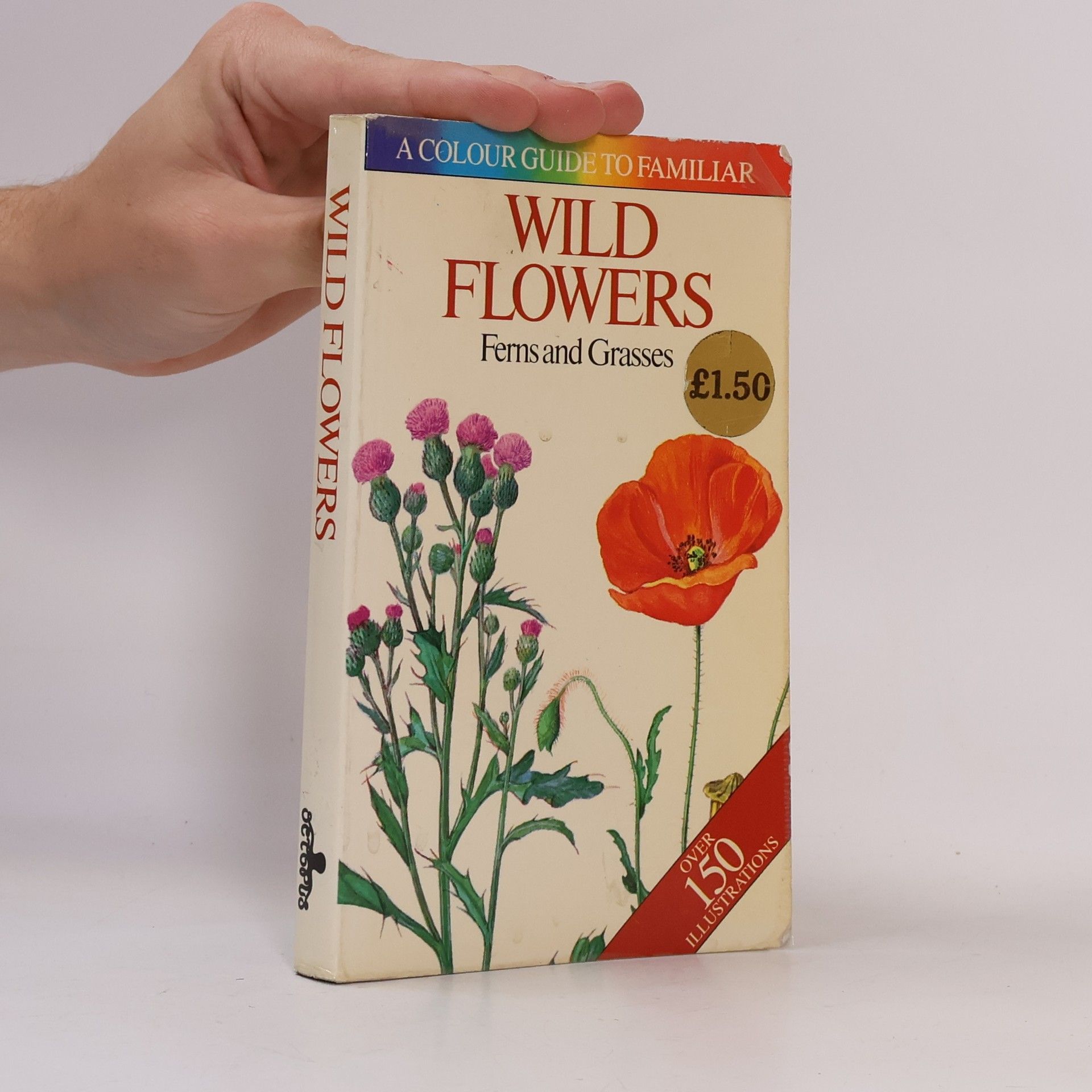 Wild Flowers: Ferns and Grasses