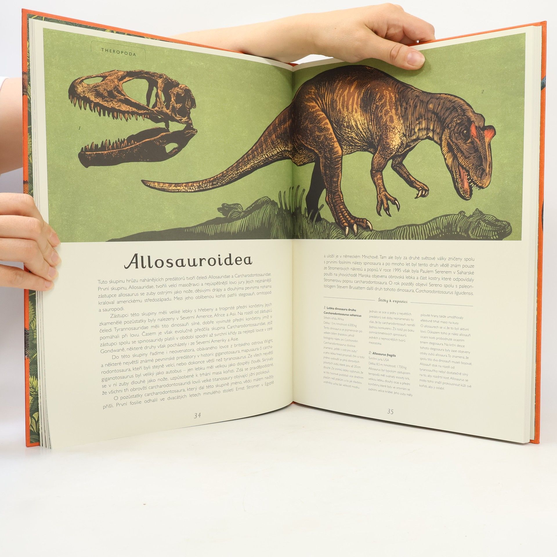 Lily Murray Dinosaurium