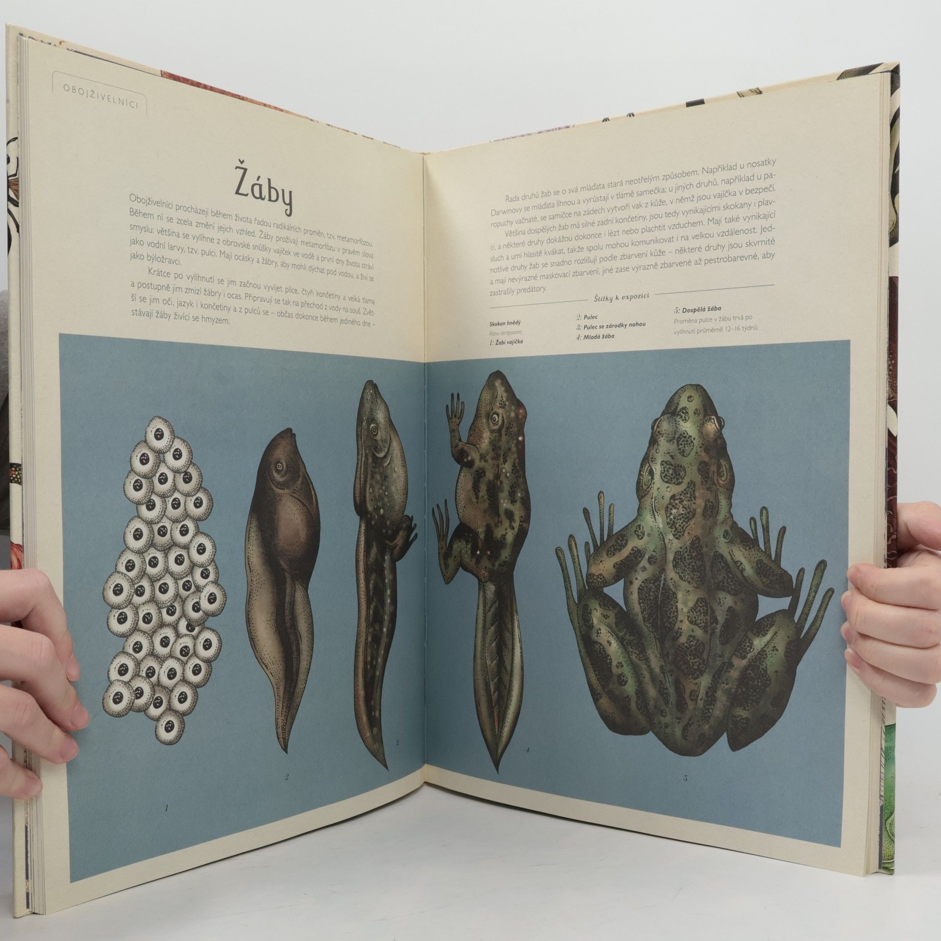 Katie Scott Animalium