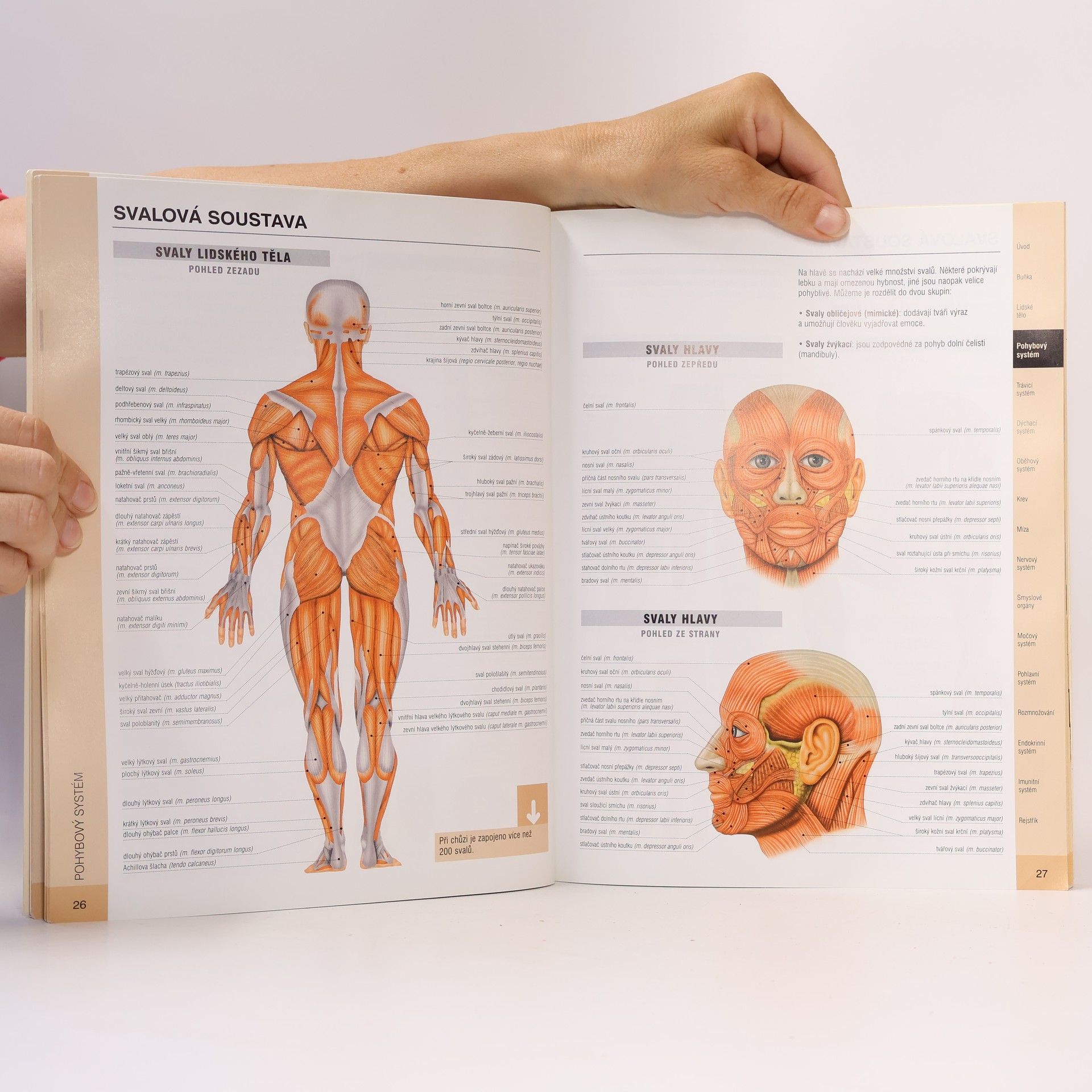 Adolfo Cassan Anatomie člověka