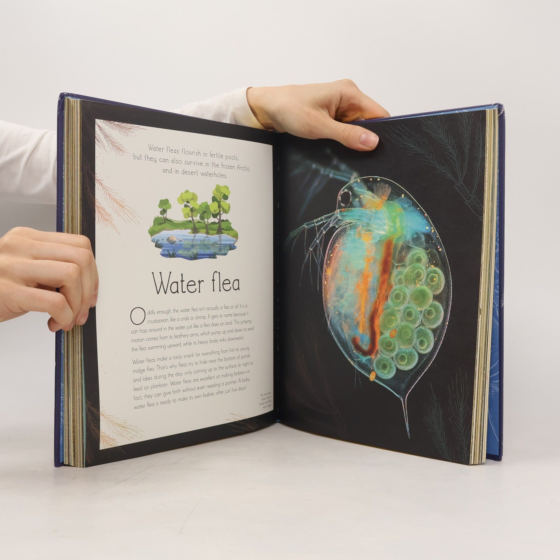 Sam Hume An Anthology of Aquatic Life