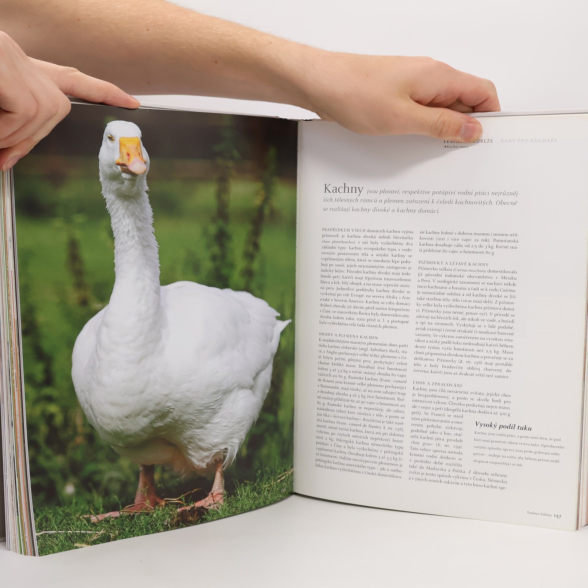 Autorenkollektiv Bible šéfkuchaře: Maso a zvěřina