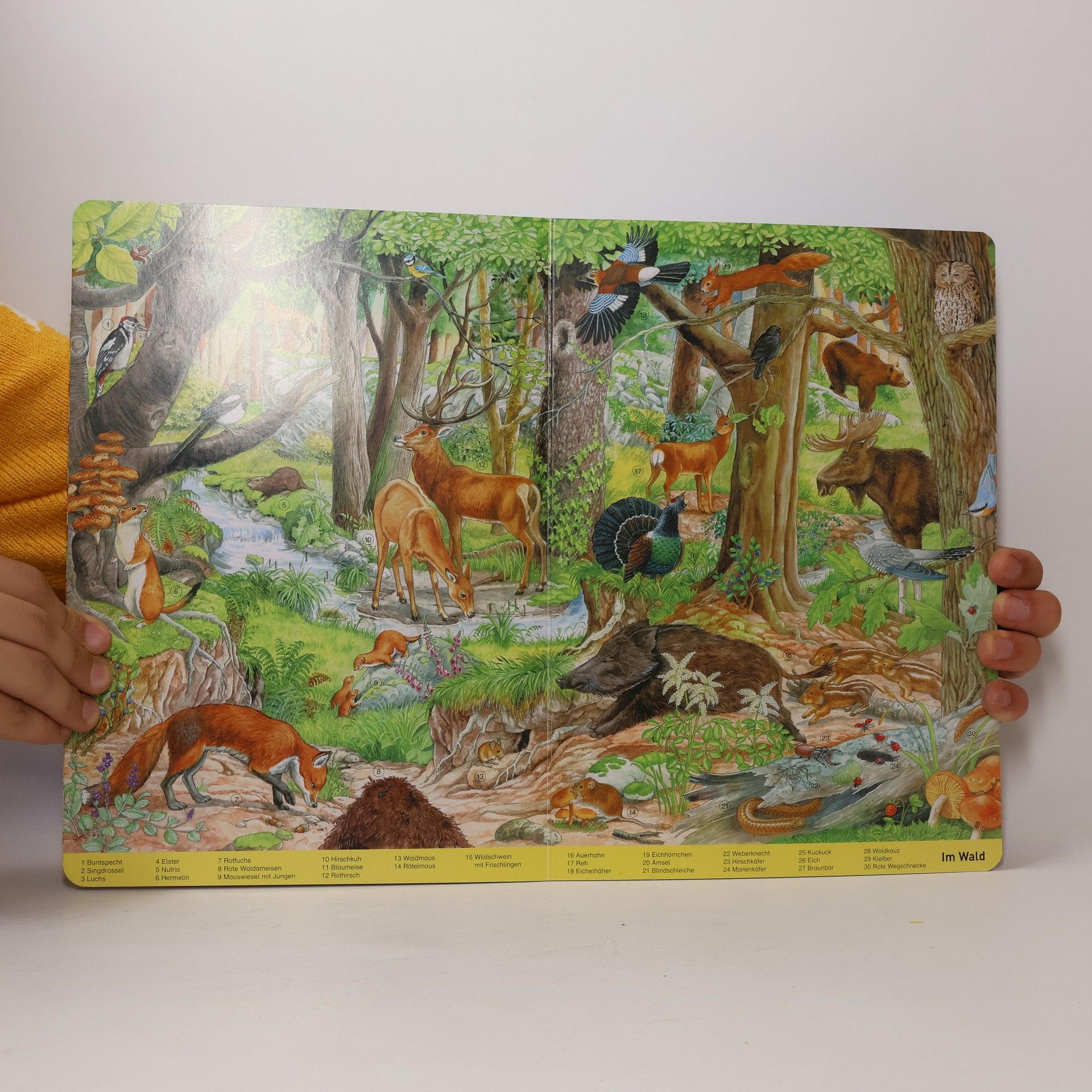 Anne Suess Mein grosses Wimmelbuch Tiere