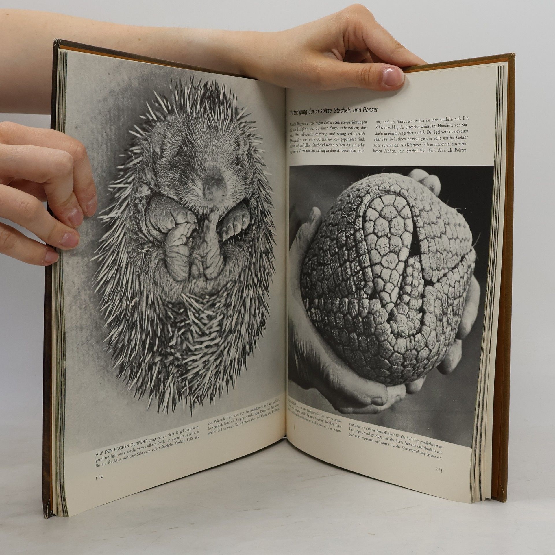 Various authors Die Säugetiere