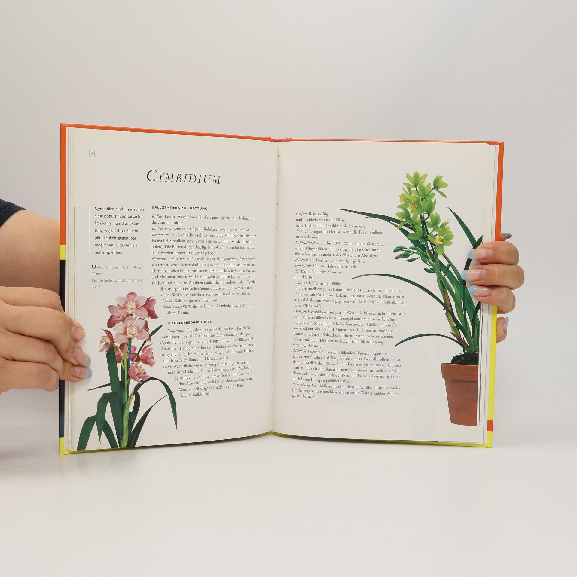 Isabelle Bert Orchideen