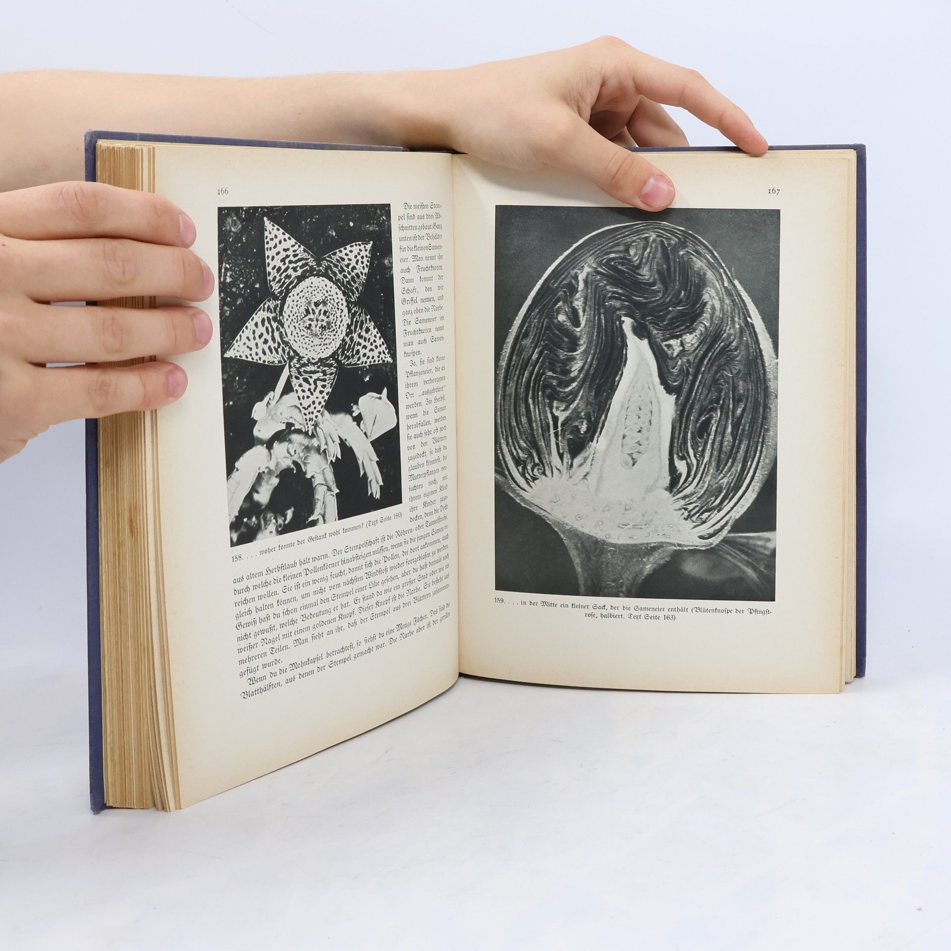 Kolektiv autorů Das Wunderbuch der Pflanzenwelt