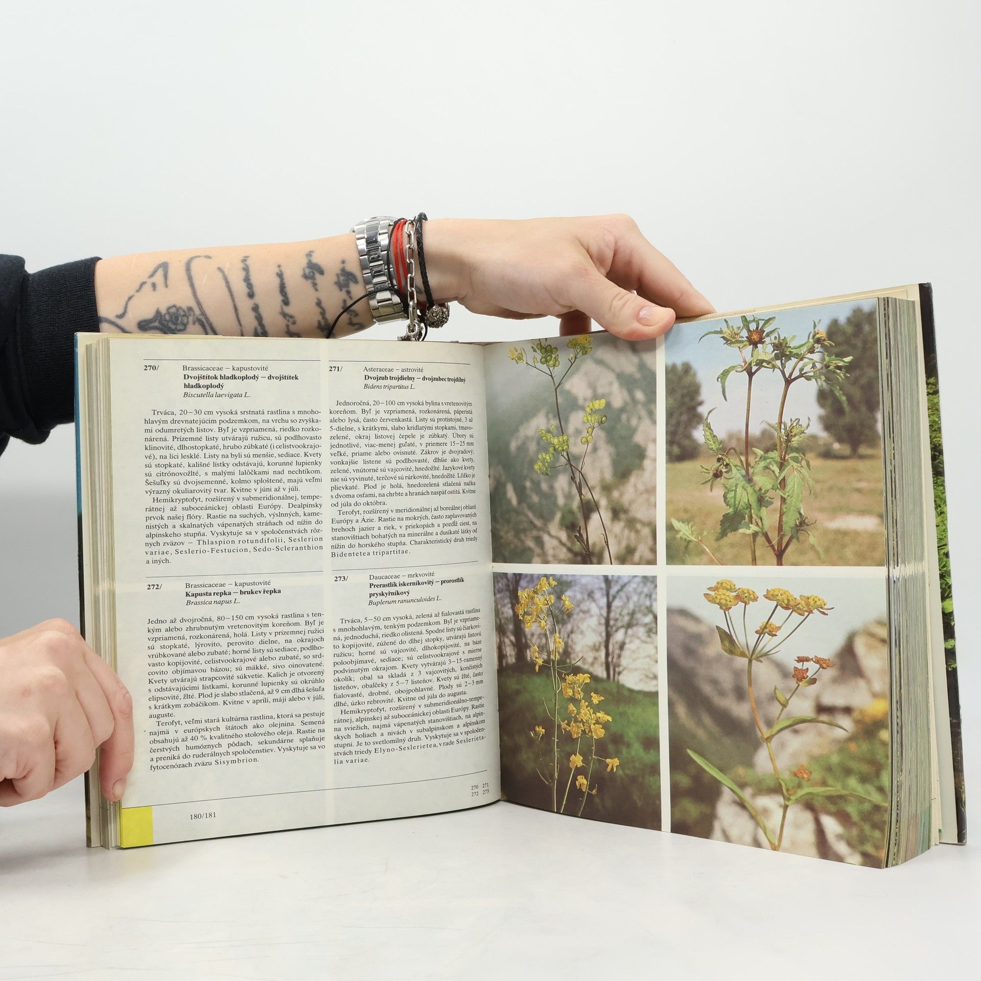 Izabela Háberová Farebný atlas rastlín