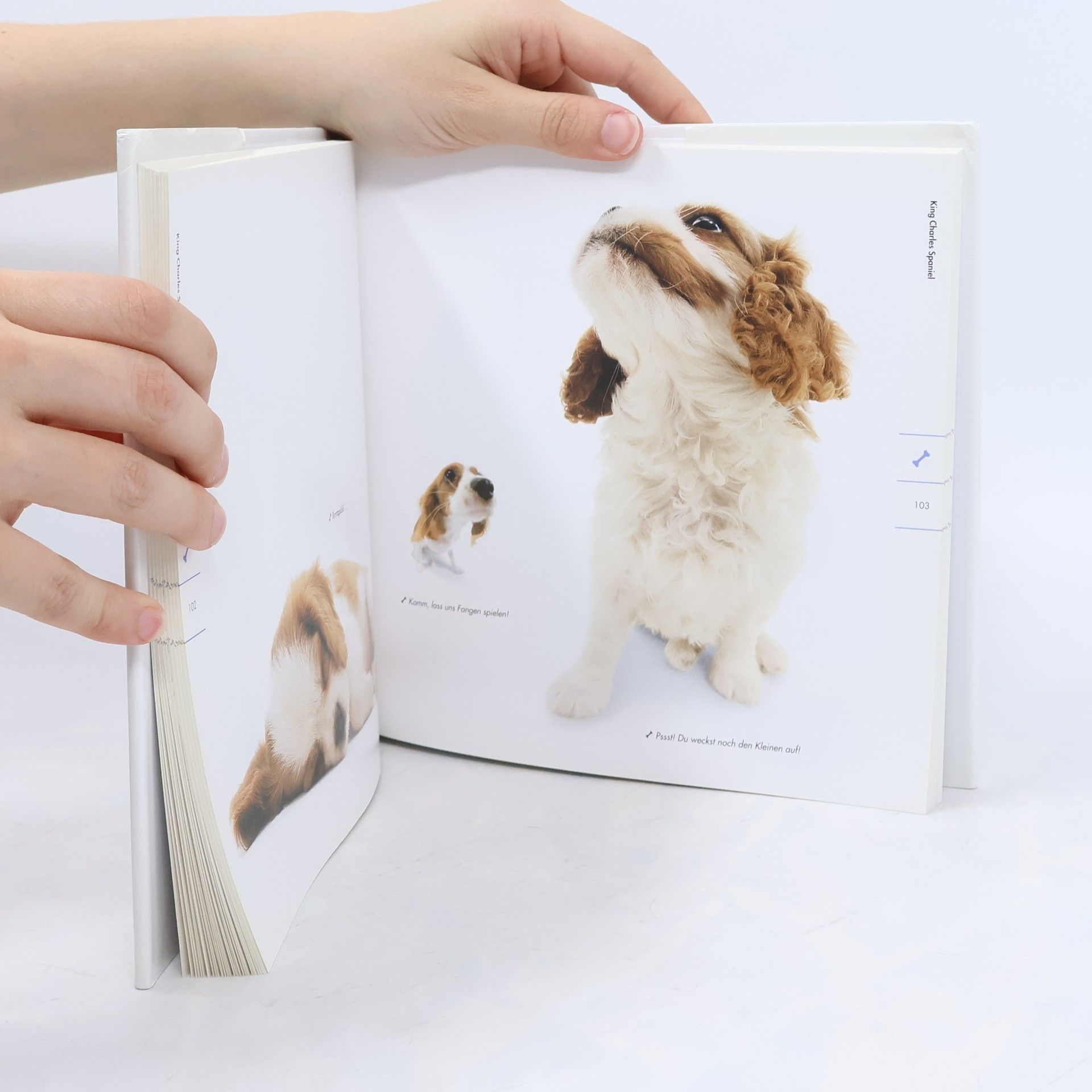 Vera Olbricht The dog artlist collection