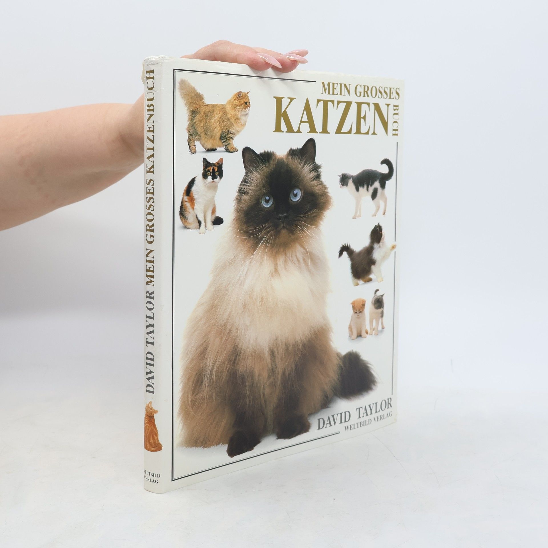 David Taylor Mein grosses Katzen Buch