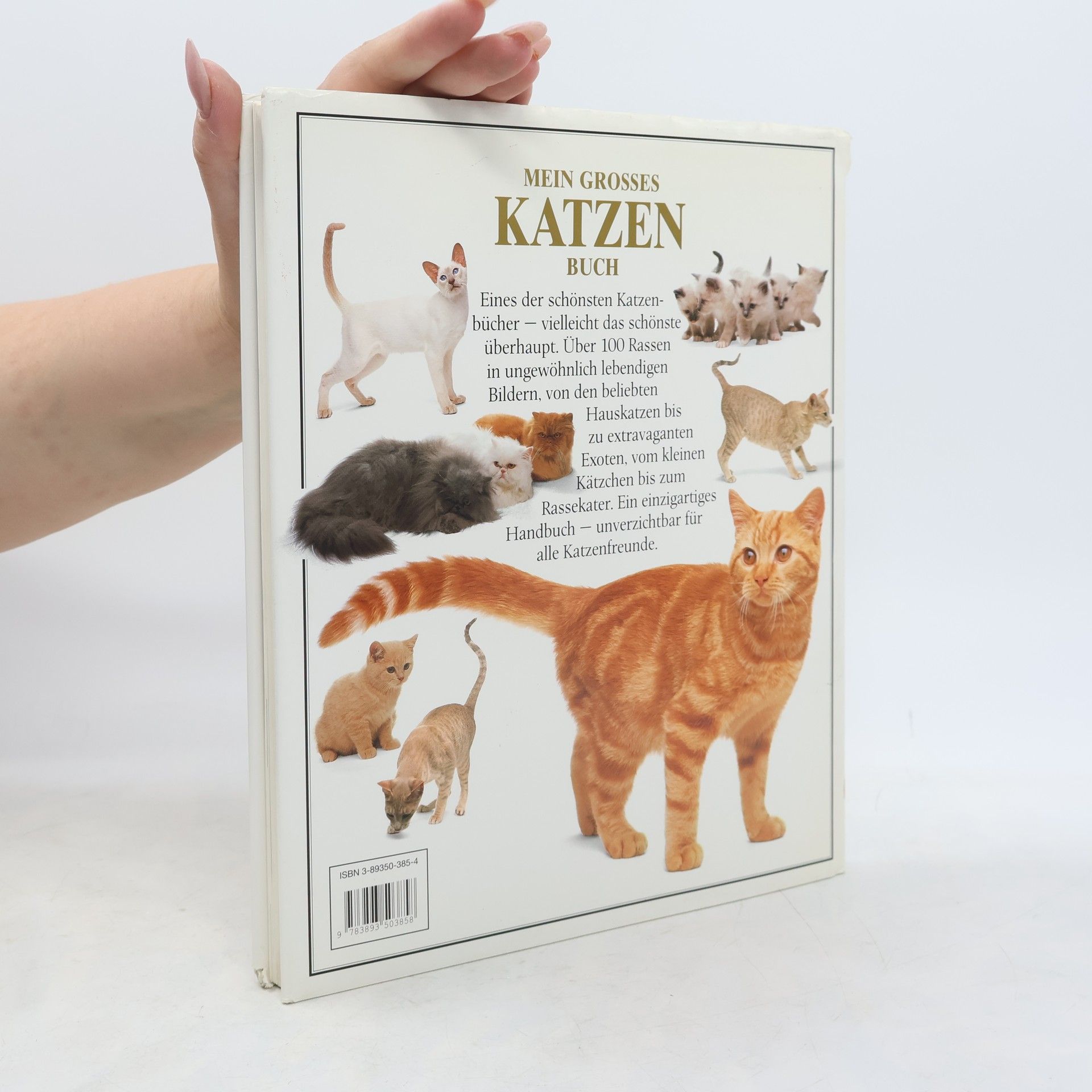 David Taylor Mein grosses Katzen Buch