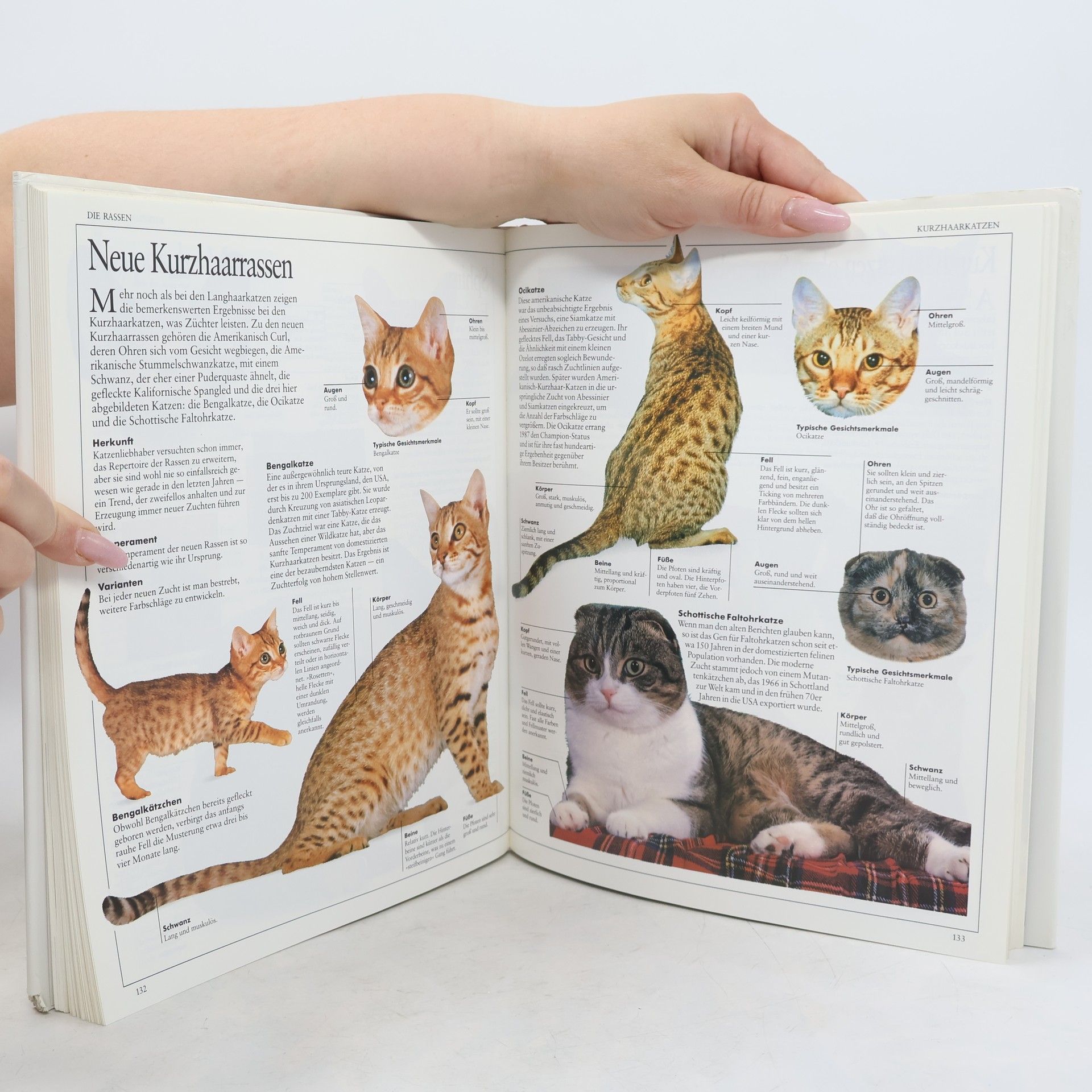 David Taylor Mein grosses Katzen Buch