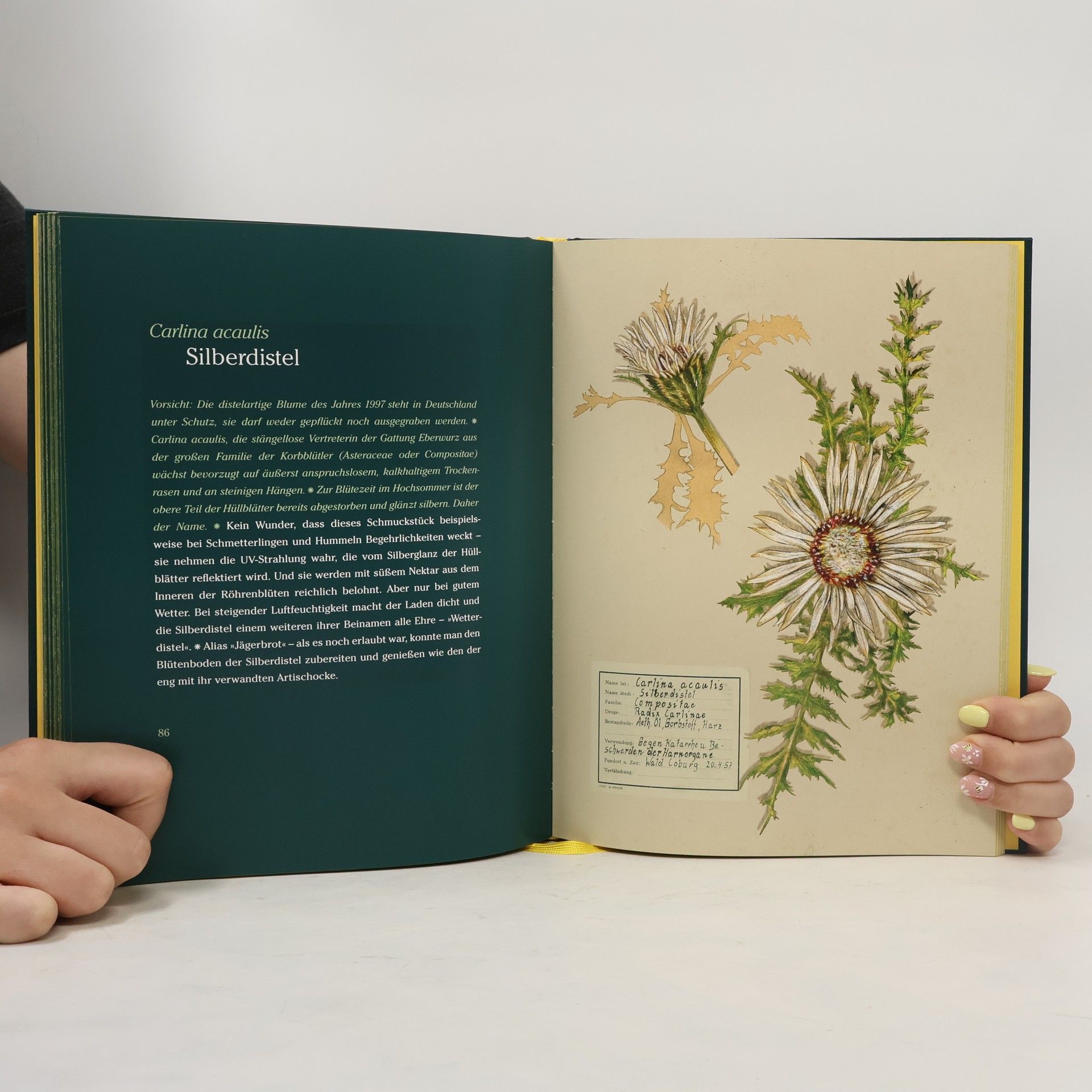 Christel Herrich Mein Herbarium
