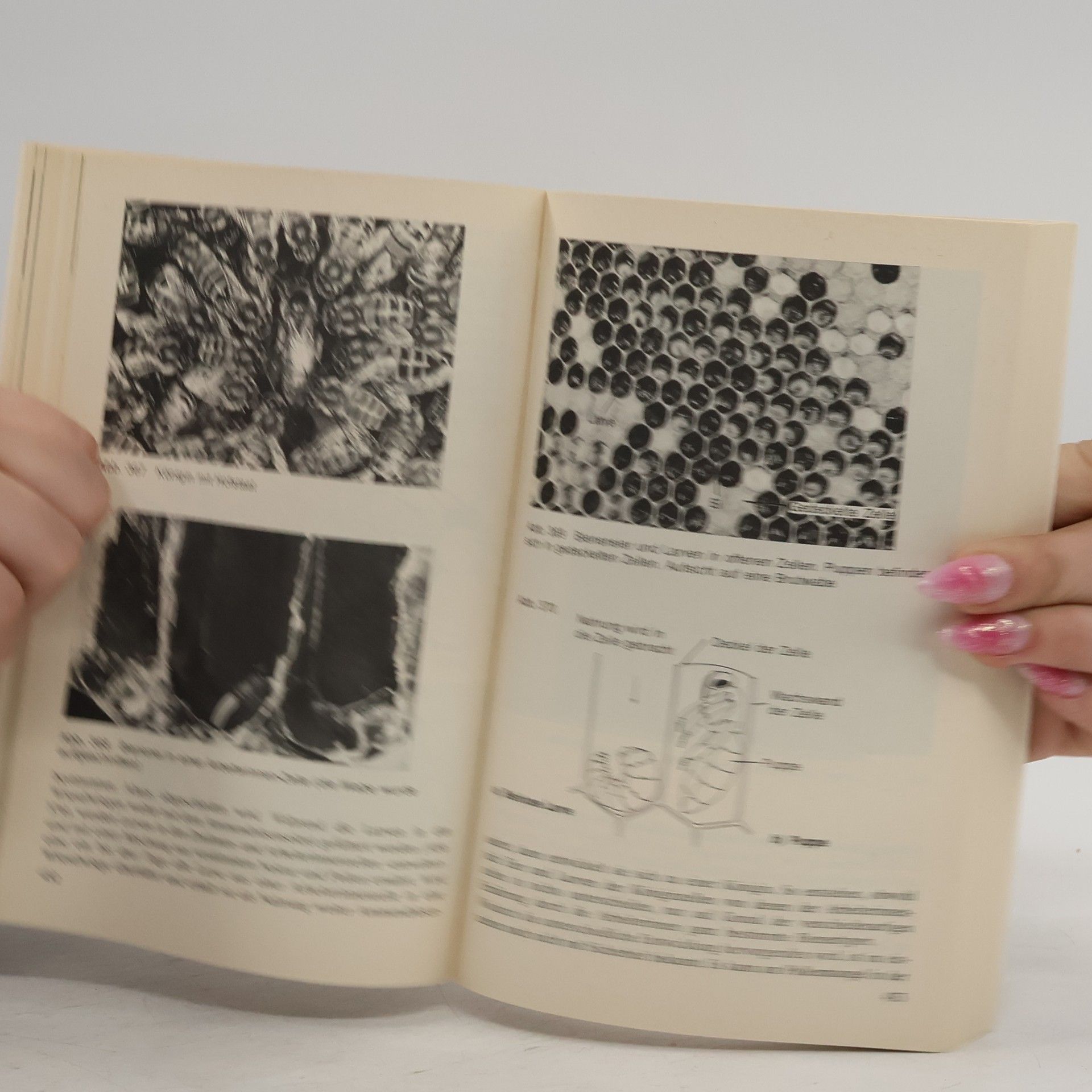 Donald G. Mackean Einführung in die Biologie