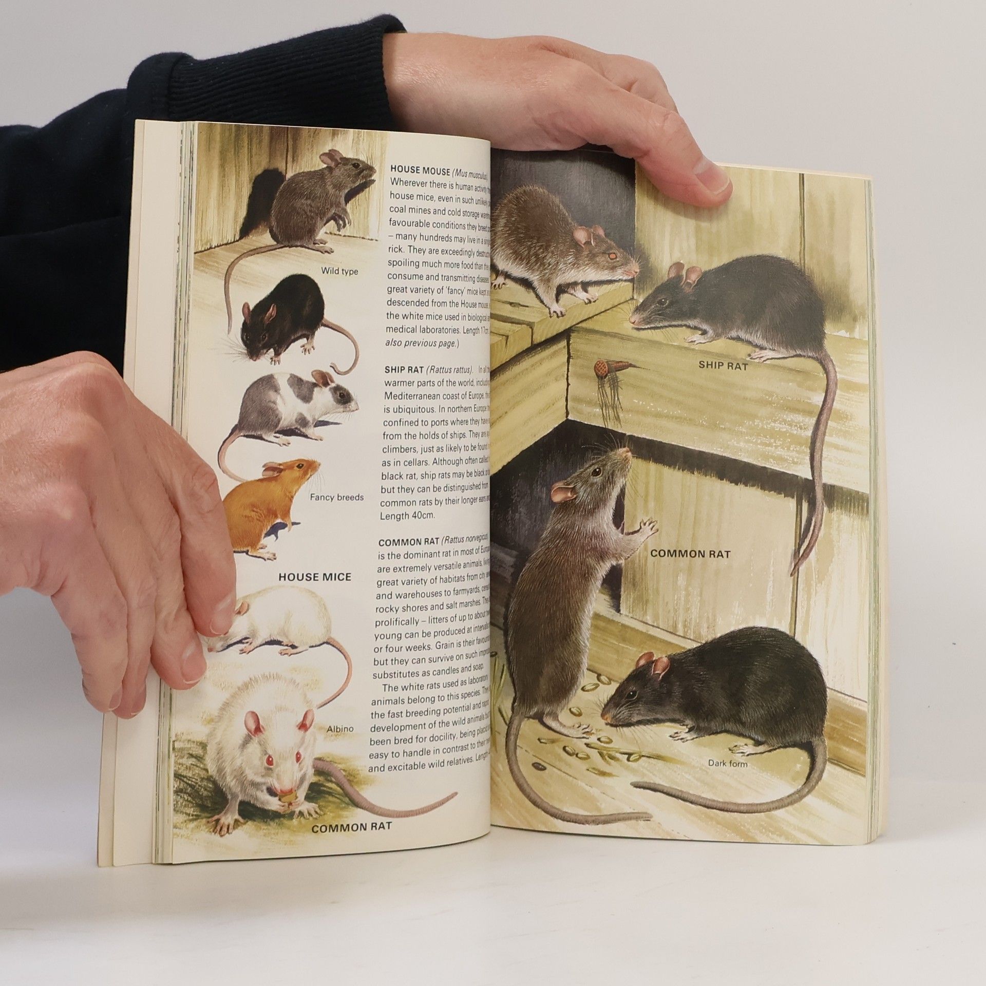 Nicholas Arnold Diamond Handguides: Wild Animals of Britain and Europe