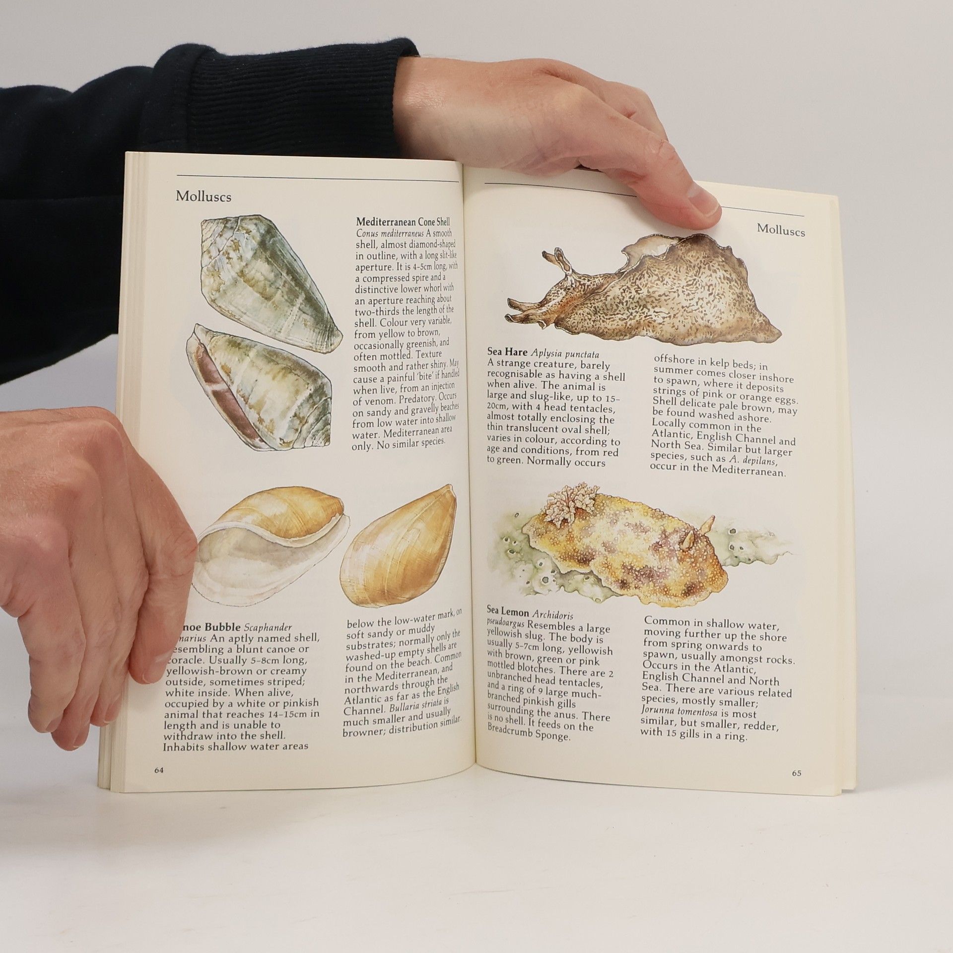 Bob Gibbons Michelin Green Guides: Seashore Life