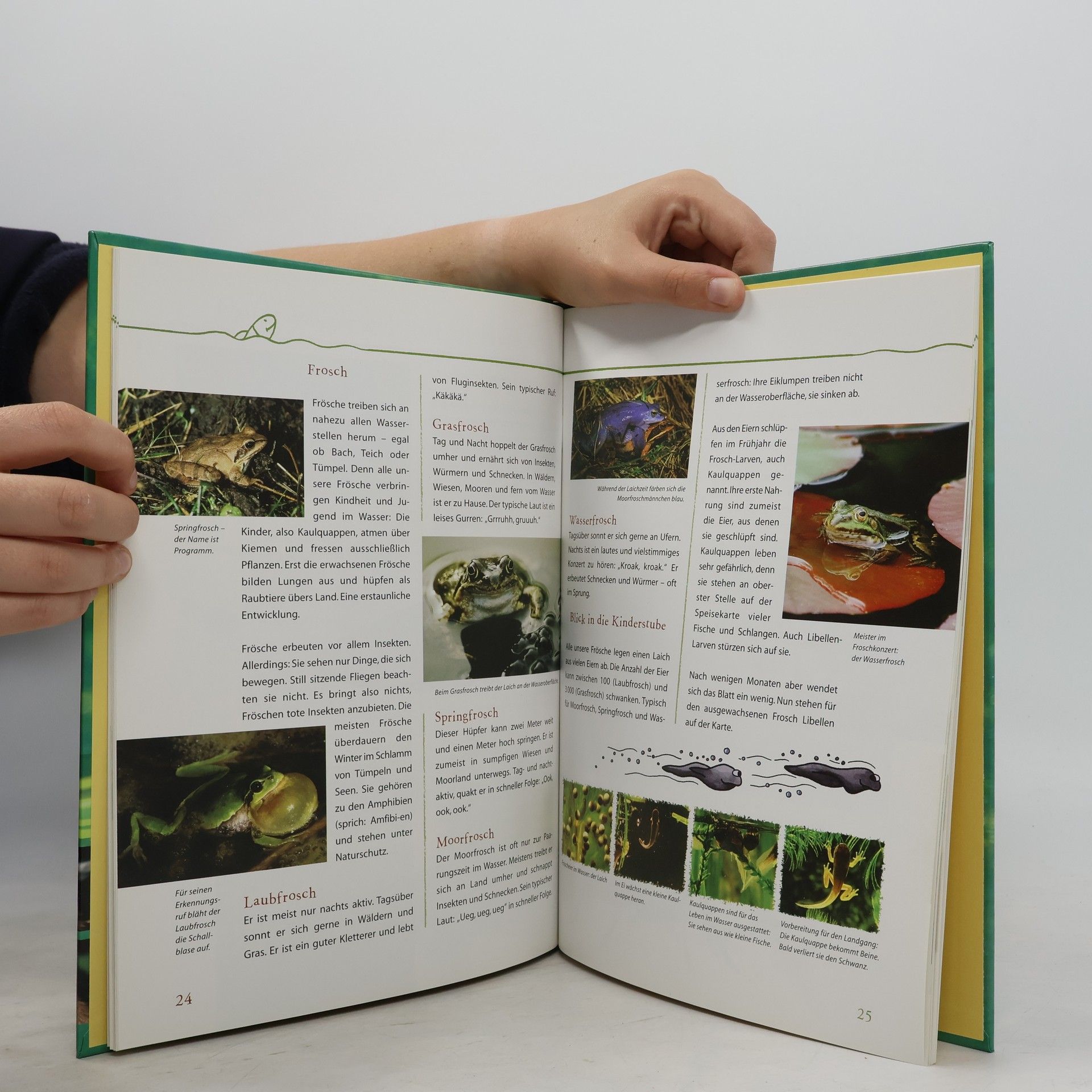 Autorenkollektiv Faszination Waldtiere