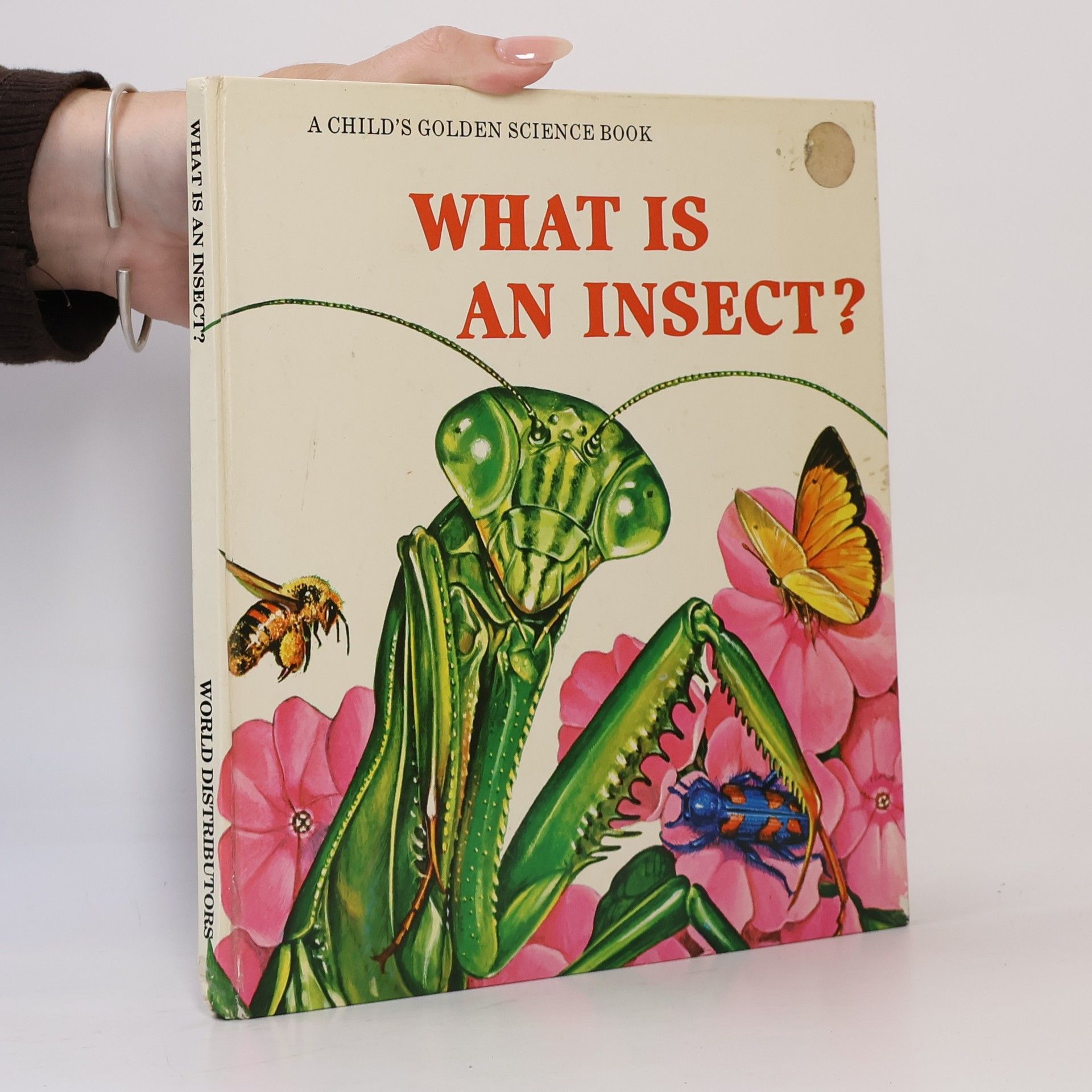 Autorenkollektiv What is an Insect?