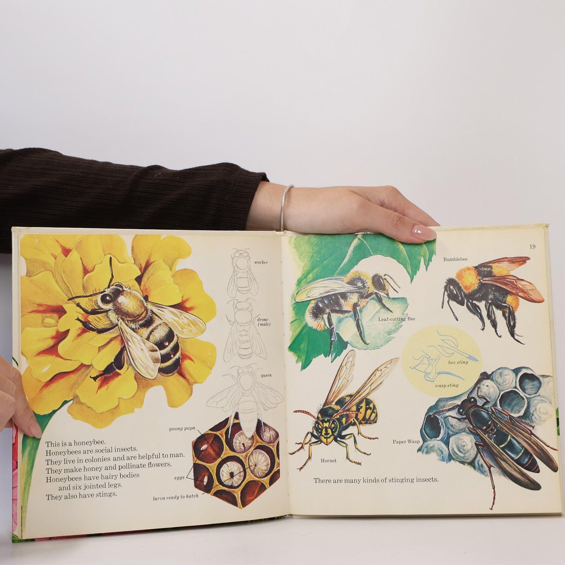 Autorenkollektiv What is an Insect?