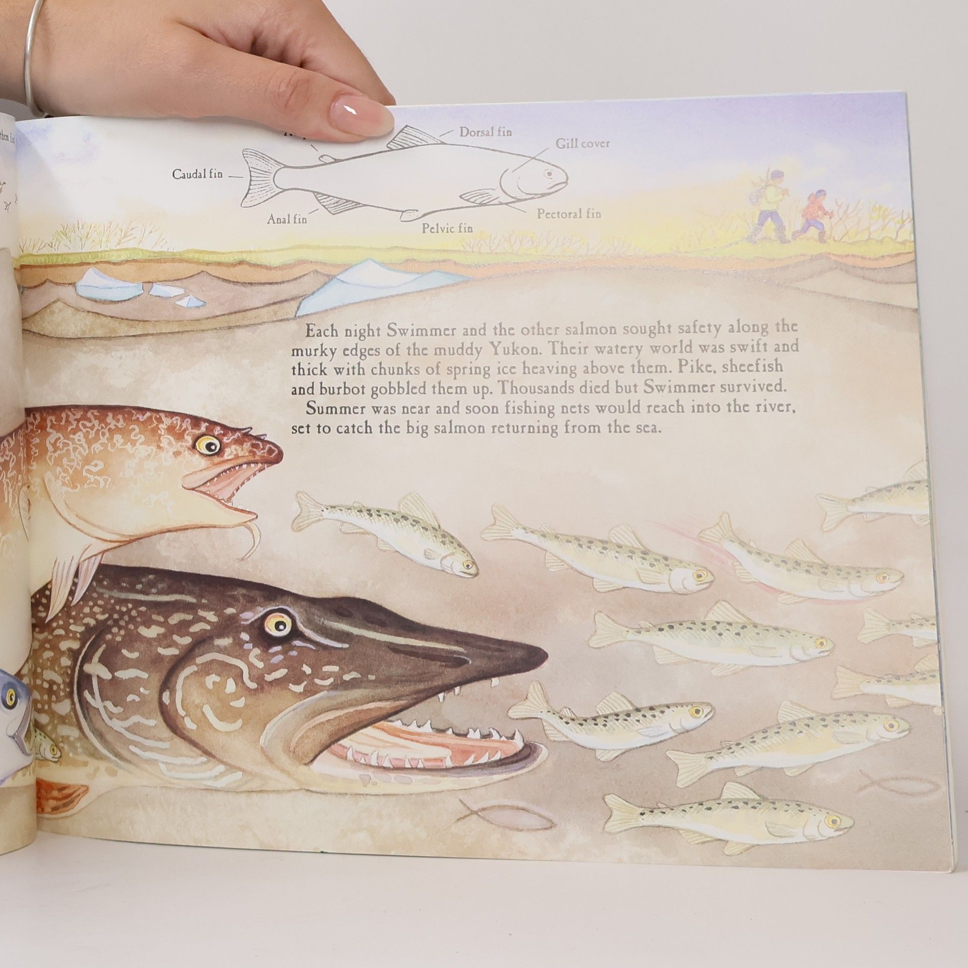 Shelley Gill Alaska Books: Swimmer