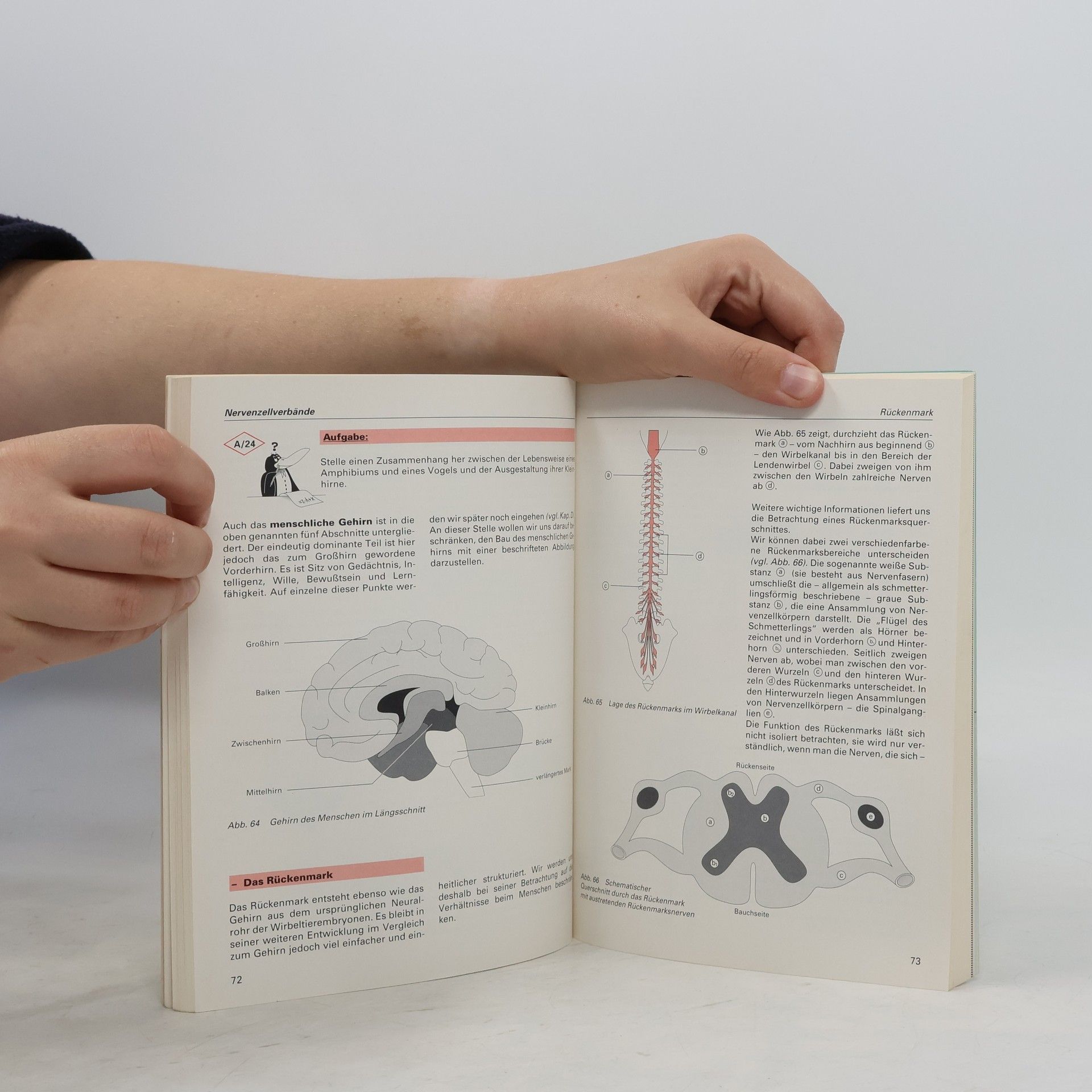 Franz X. Stratil Biologie. Nervensystem...Oberstufe Hormonsystem und Immunsystem
