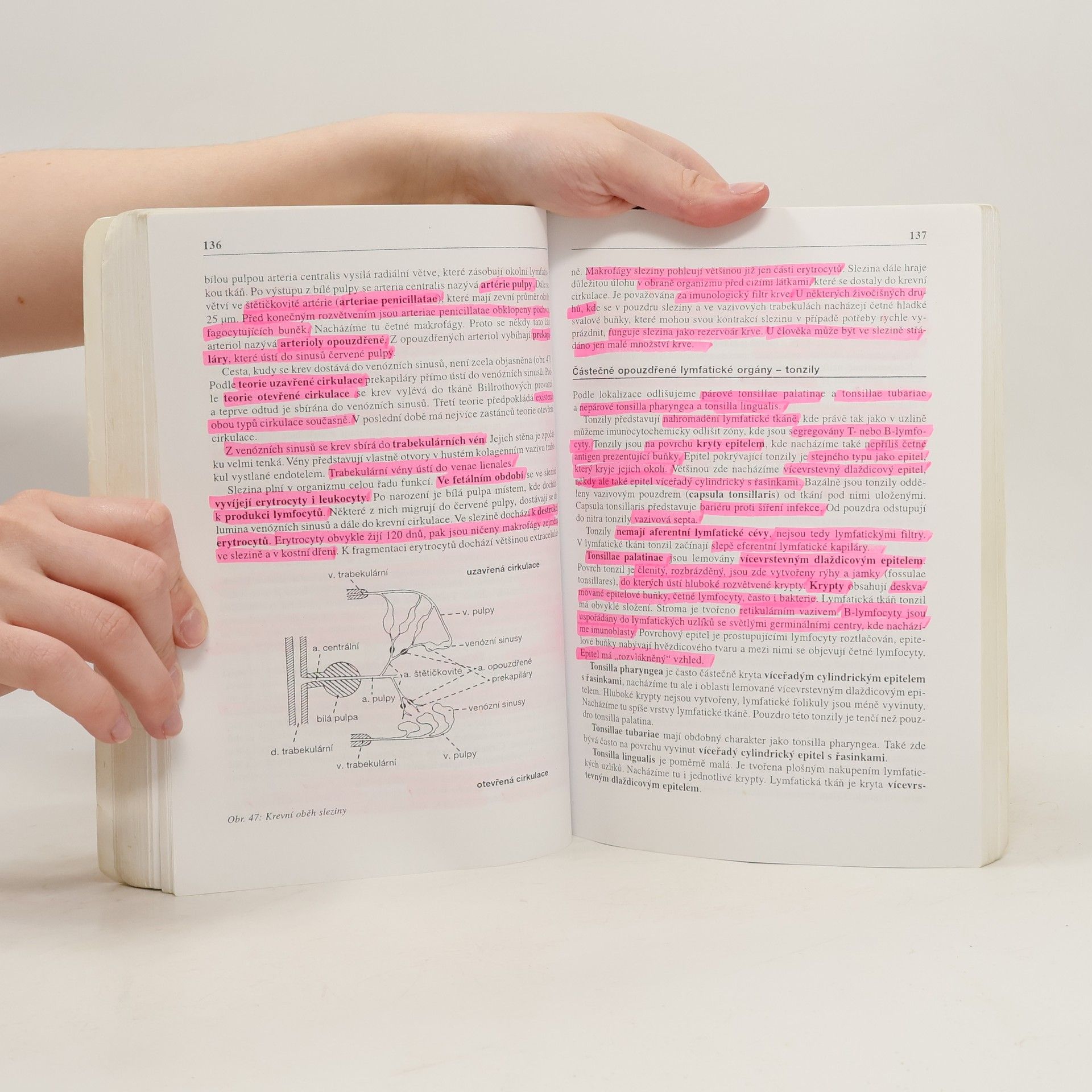 Václava Konrádová Funkční histologie
