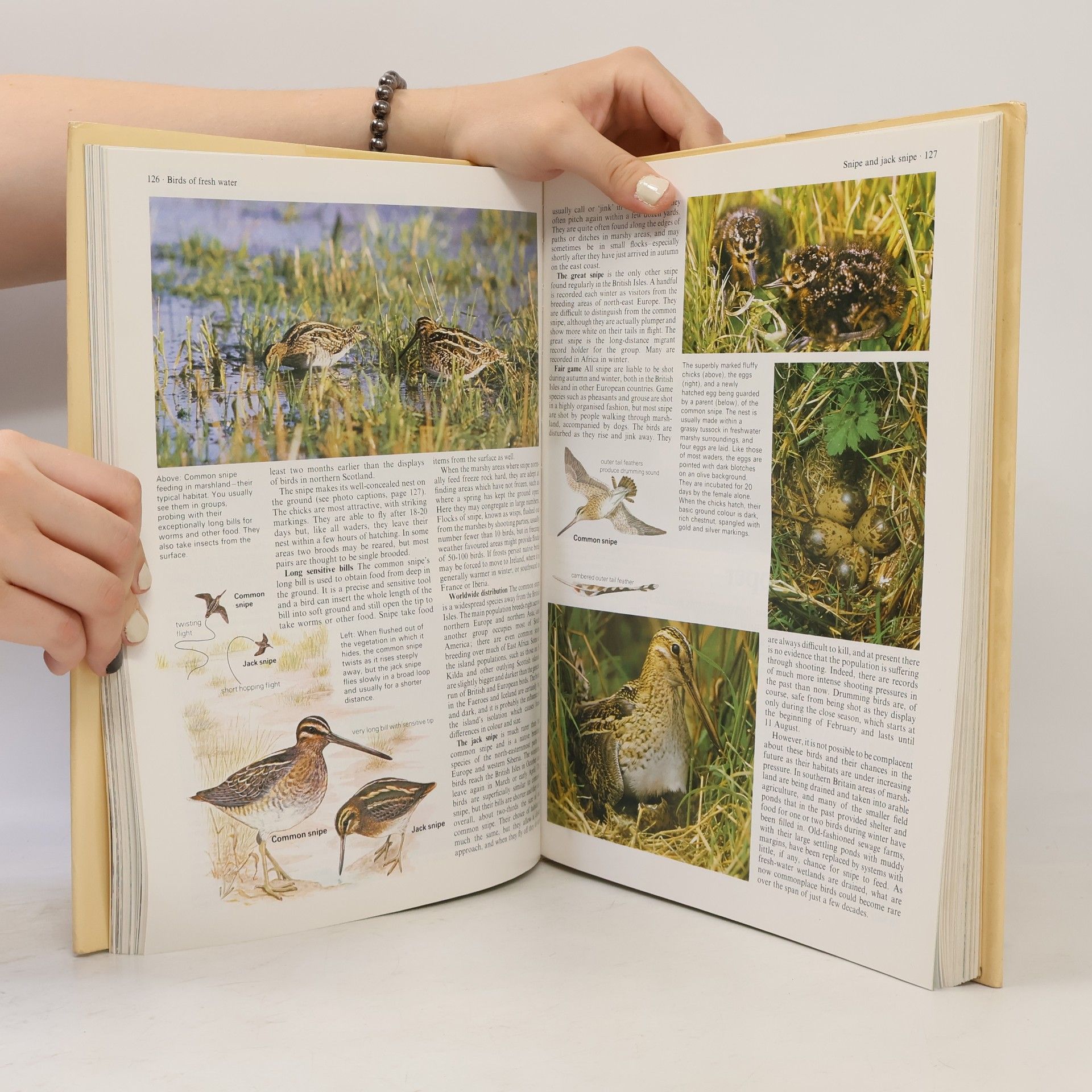 Jim Flegg Birds of the British Isles