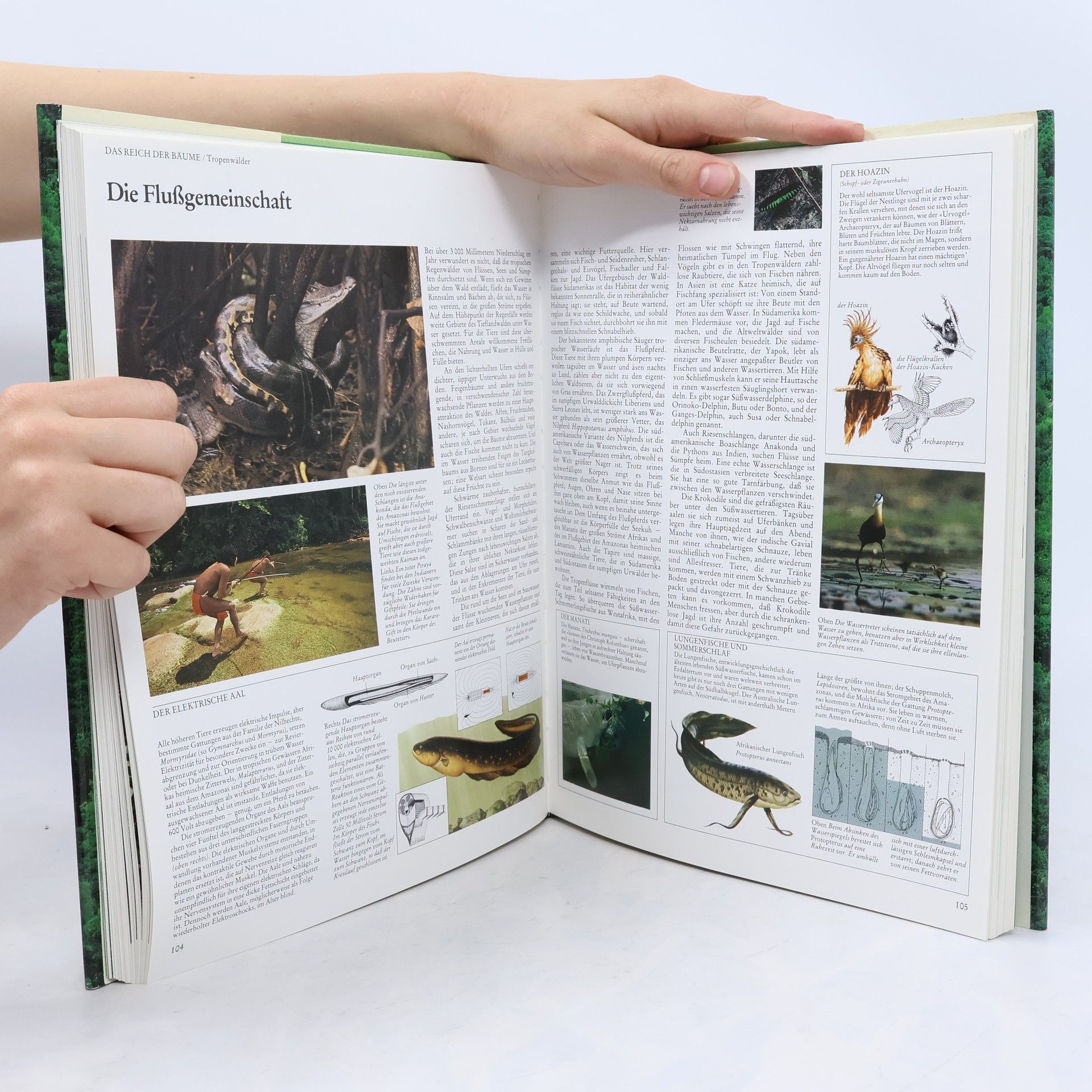 Alan F. Mitchell Die Wälder der Welt