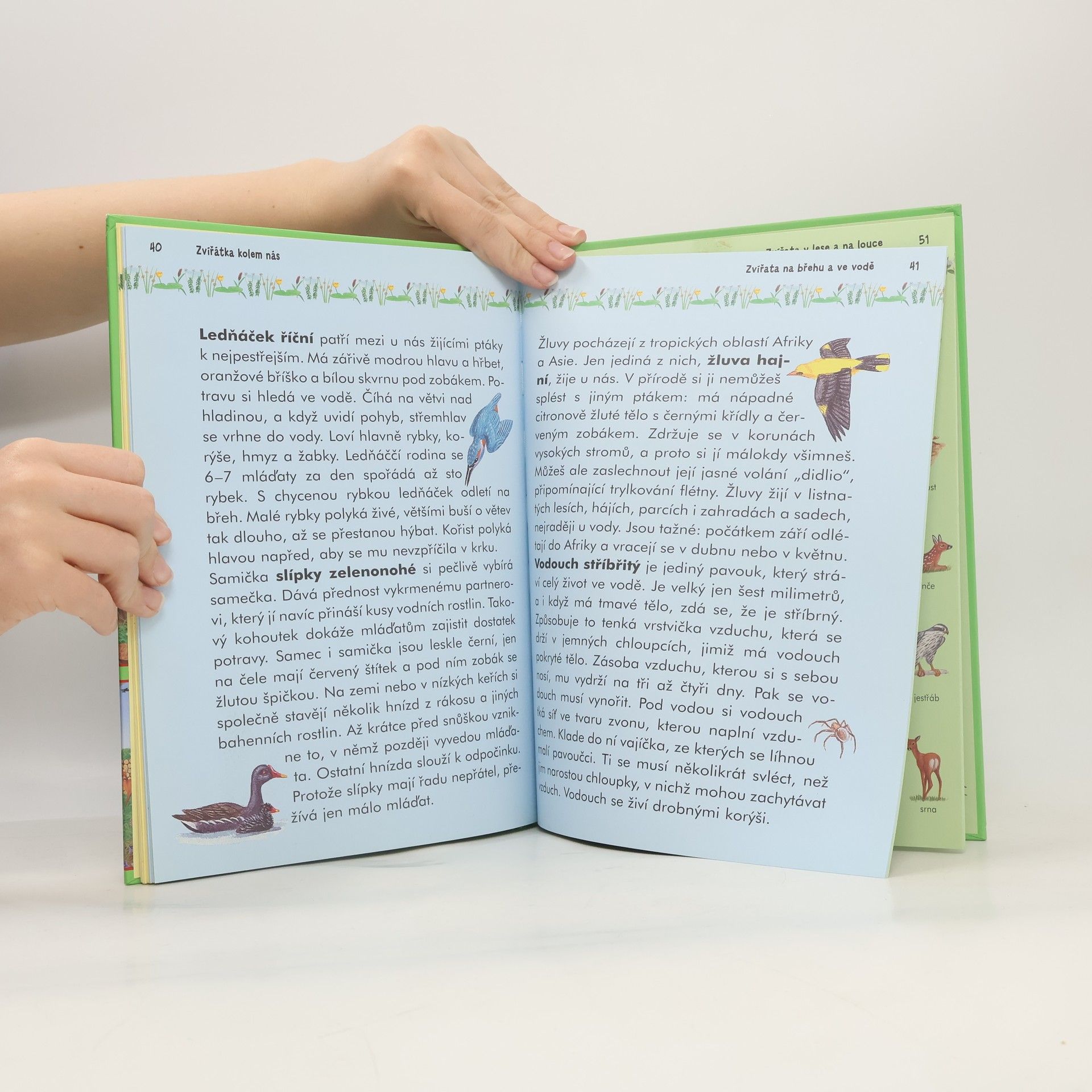 Autorenkollektiv Zvířátka kolem nás : čtení o zvířátkách s velkými písmeny