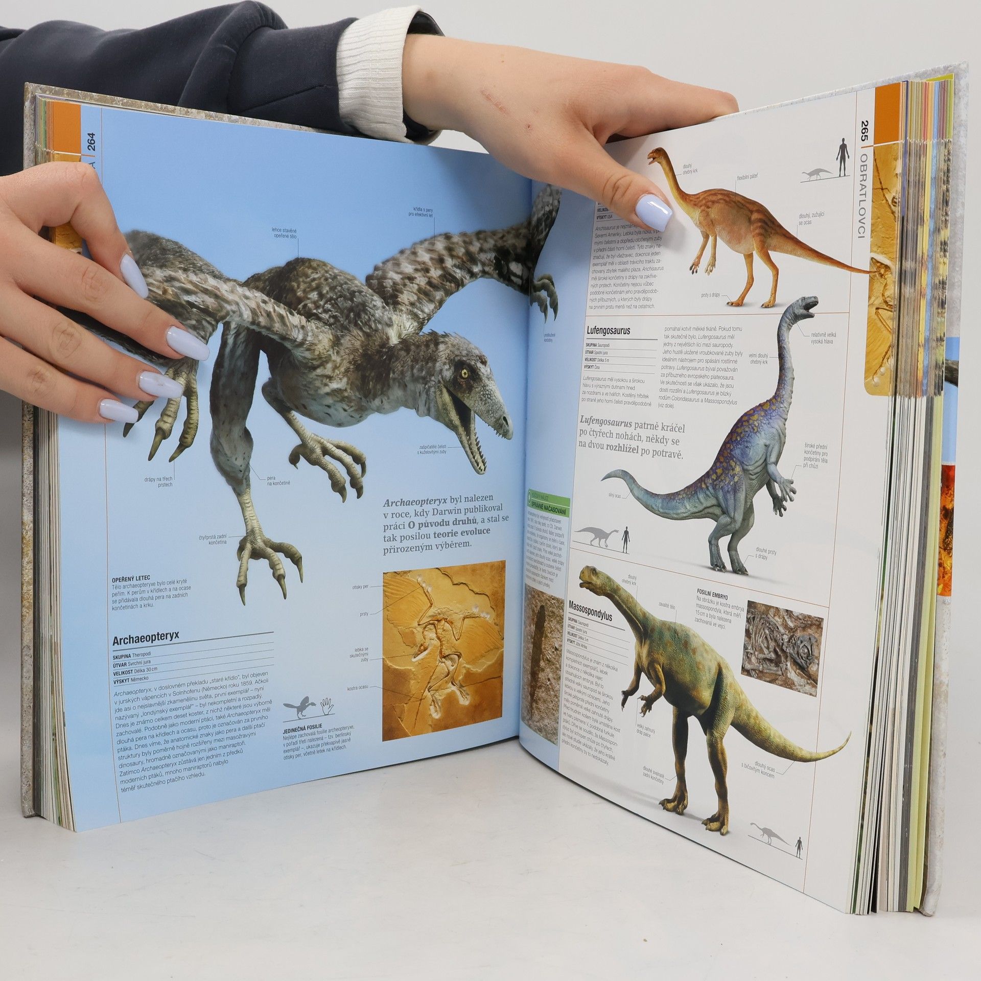 Douglas Palmer Prehistorie