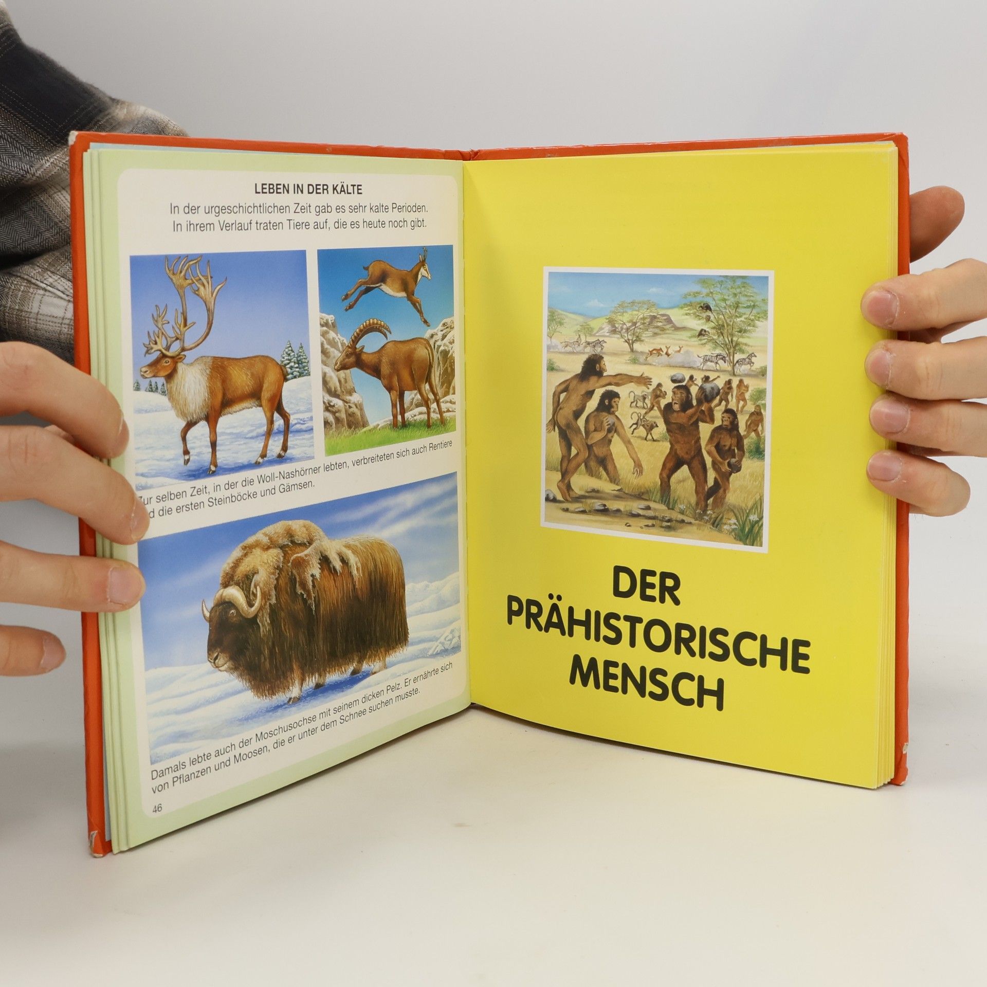 Emilie Beaumont Dein buntes Wörterbuch Dinosaurier und Vorgeschichte