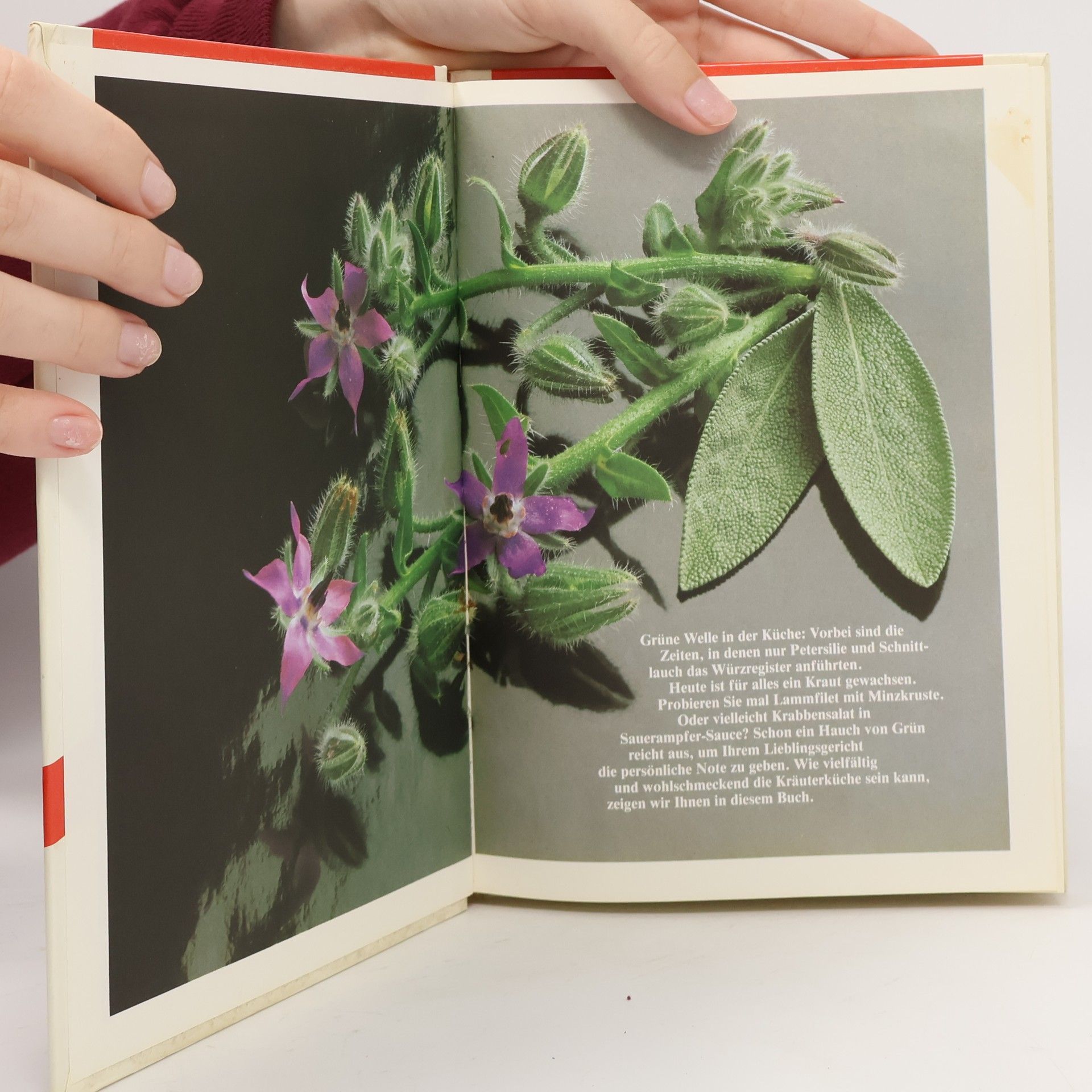 Autorenkollektiv Küchenbibliothek Kräuter