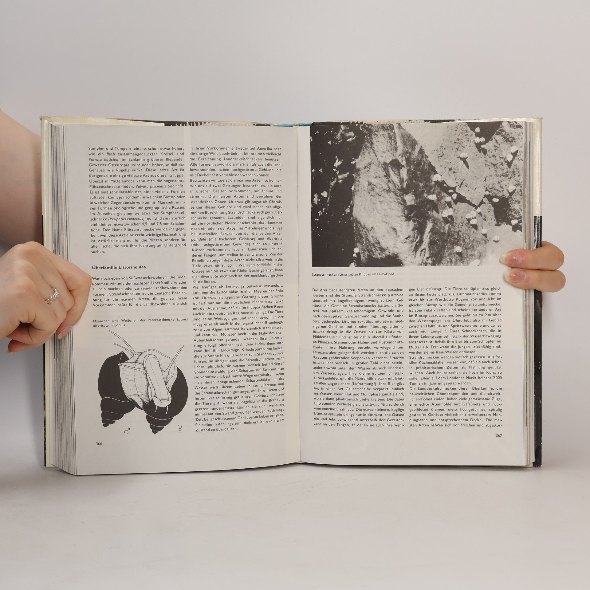 Autorenkollektiv Urania Tierreich. Wirbellose Tiere 1