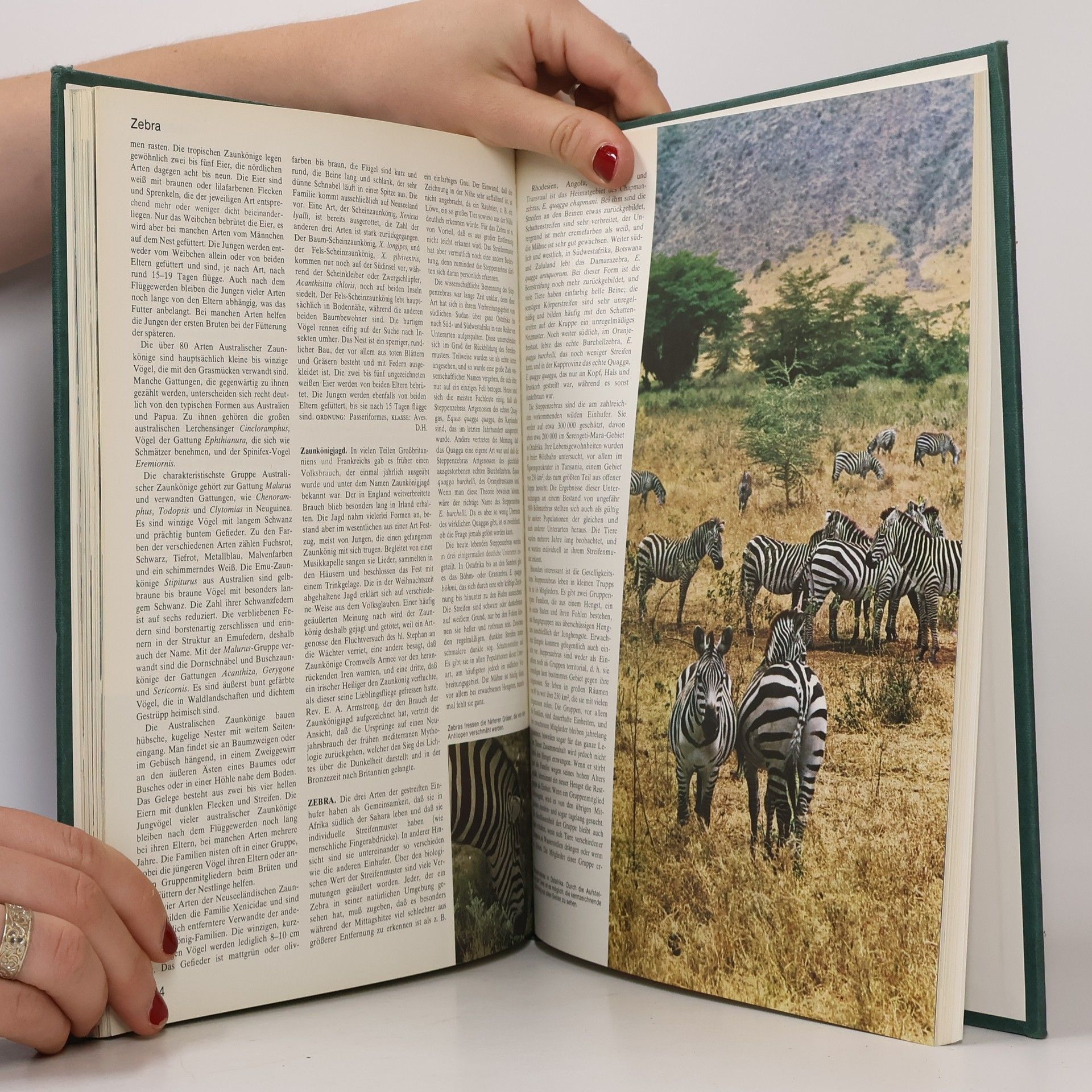 Autorenkollektiv Großes Lexikon der Tierwelt 12. Wald-Z
