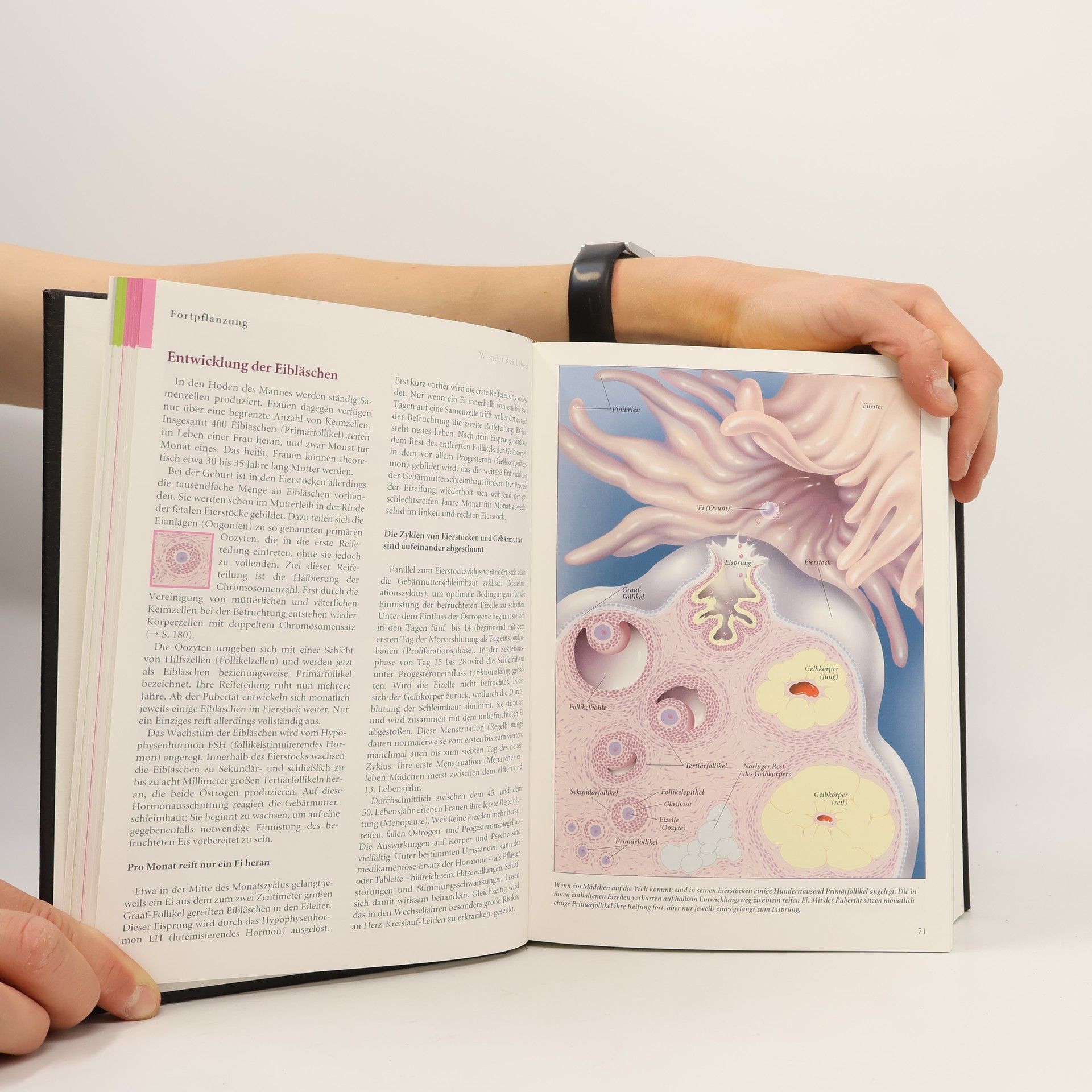 Kolektiv autorů Brockhaus - die Bibliothek. Gesundheit 3