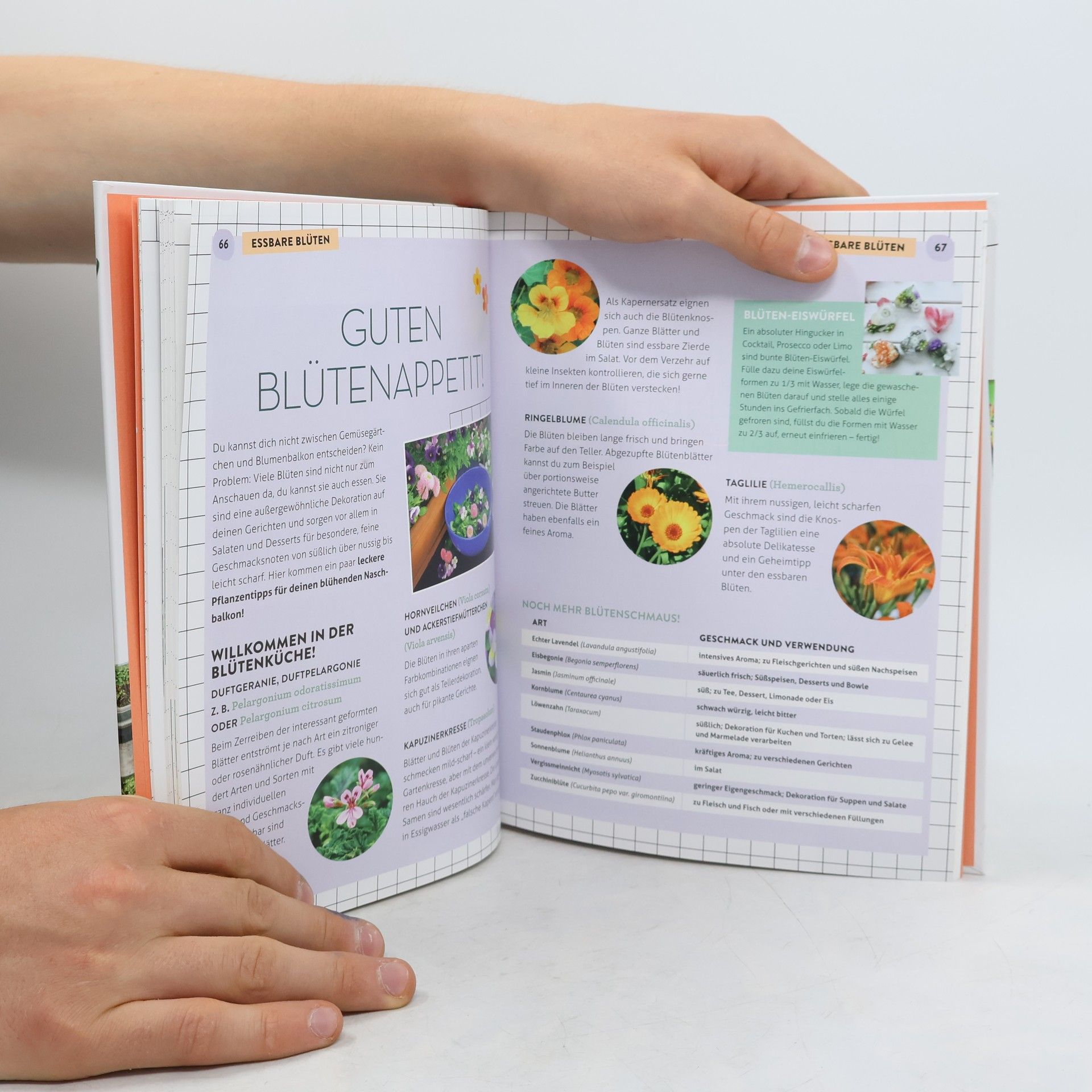 Autorenkollektiv Mein kleines Balkonien